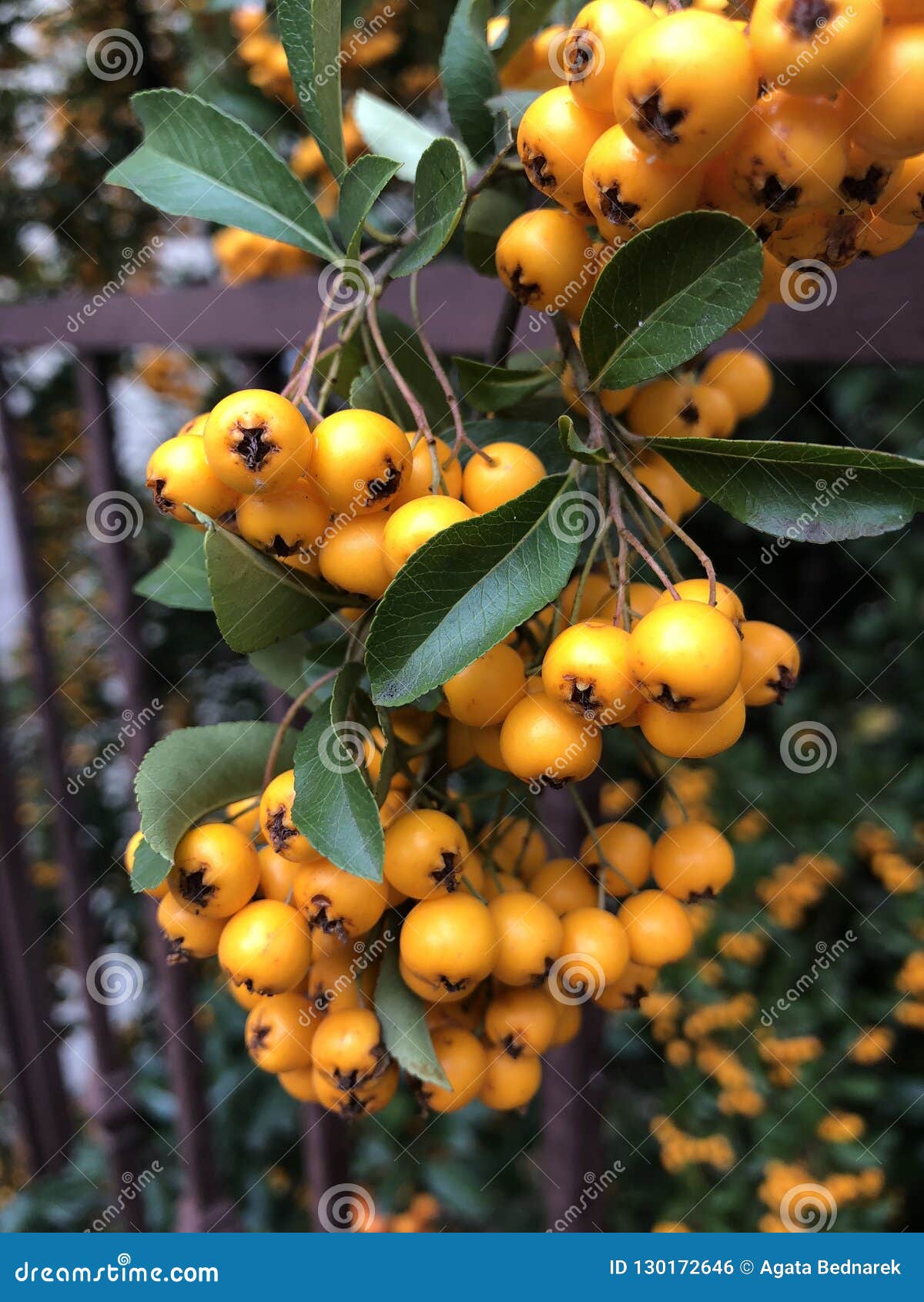 Wet fall fruit after rain stock photo. Image of agriculture 130172646