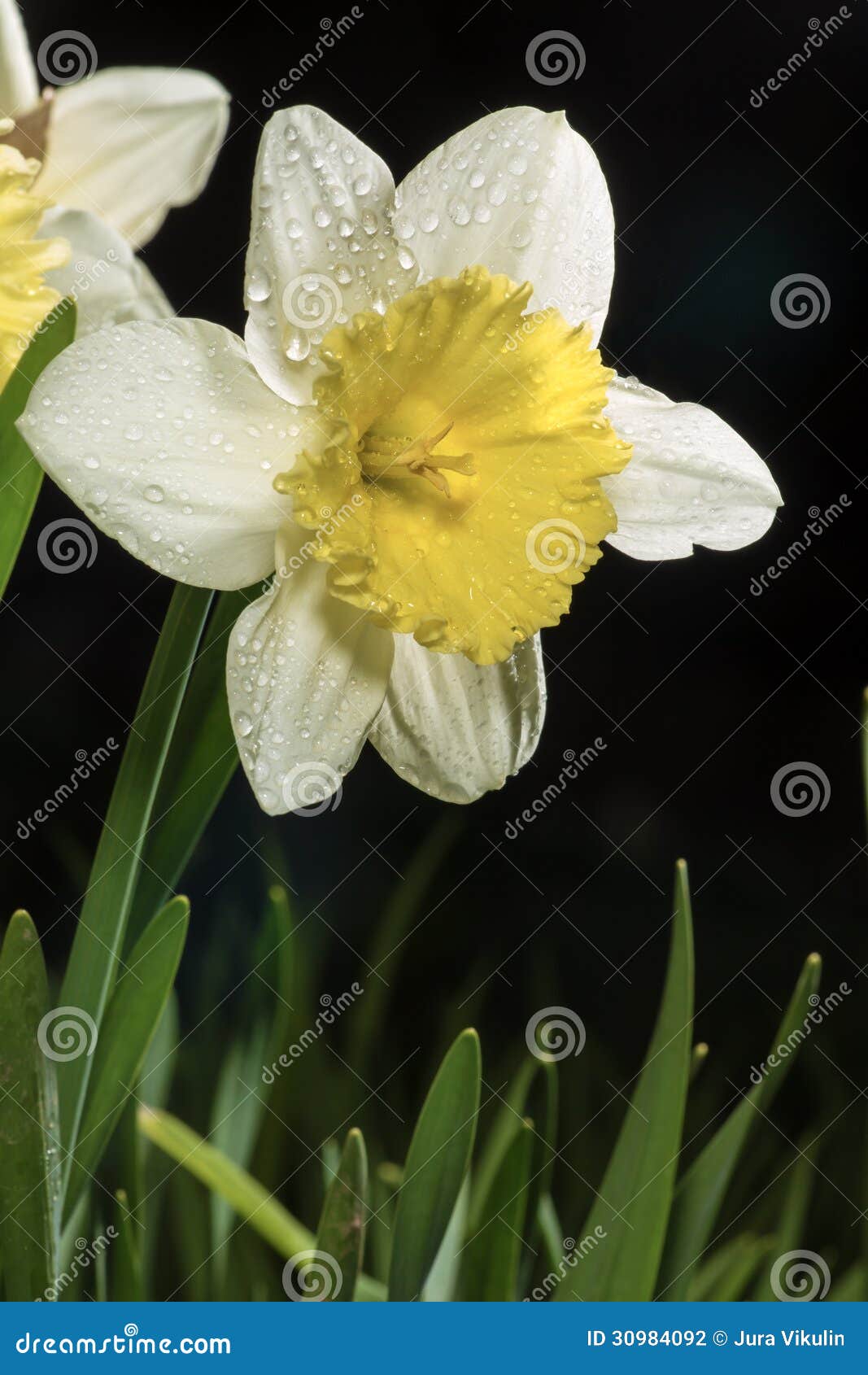 Wet Flower Stock Photography  Image: 30984092