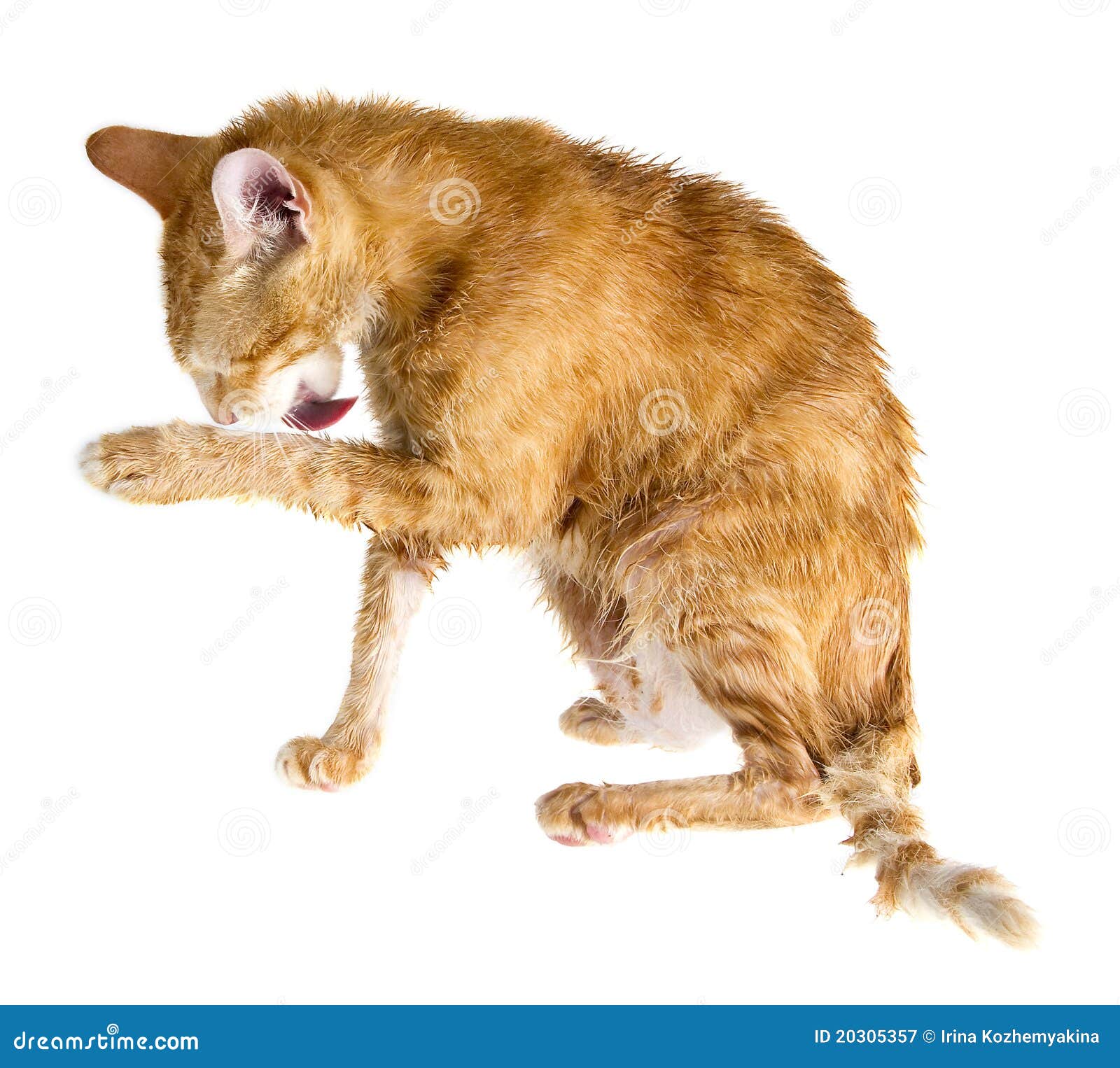 Top 99+ Wallpaper Why Does My Cat Keep Licking His Paws Full HD, 2k, 4k