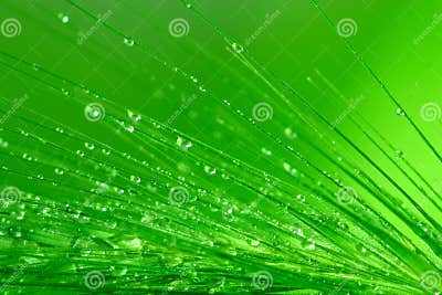 Wet grass stock image. Image of water, nature, macro, green - 5614715