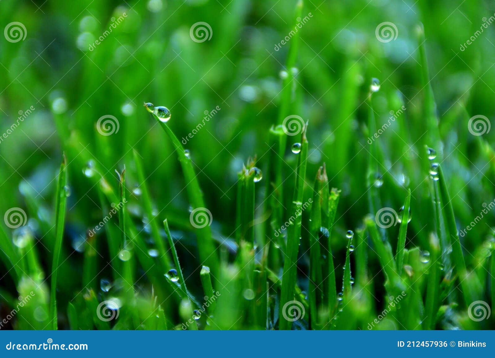 Wet Grass Blades stock photo. Image of drops, detail 212457936