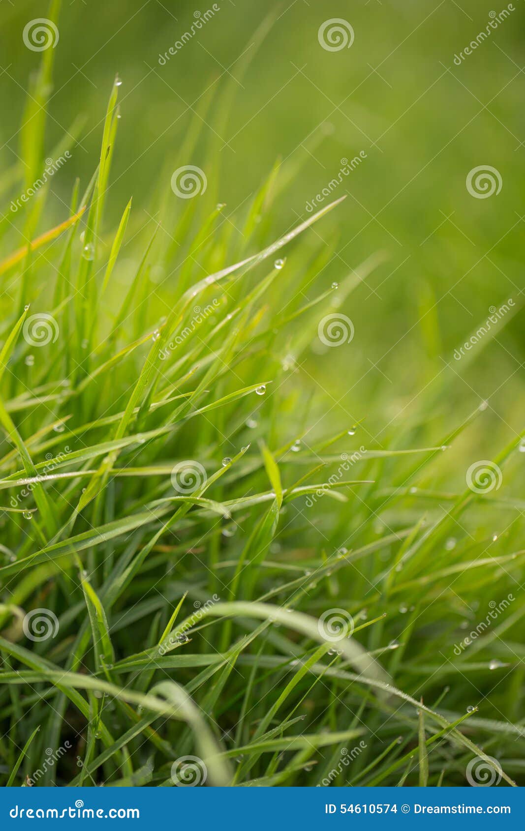 Wet grass stock photo. Image of green, summer, shallow 54610574