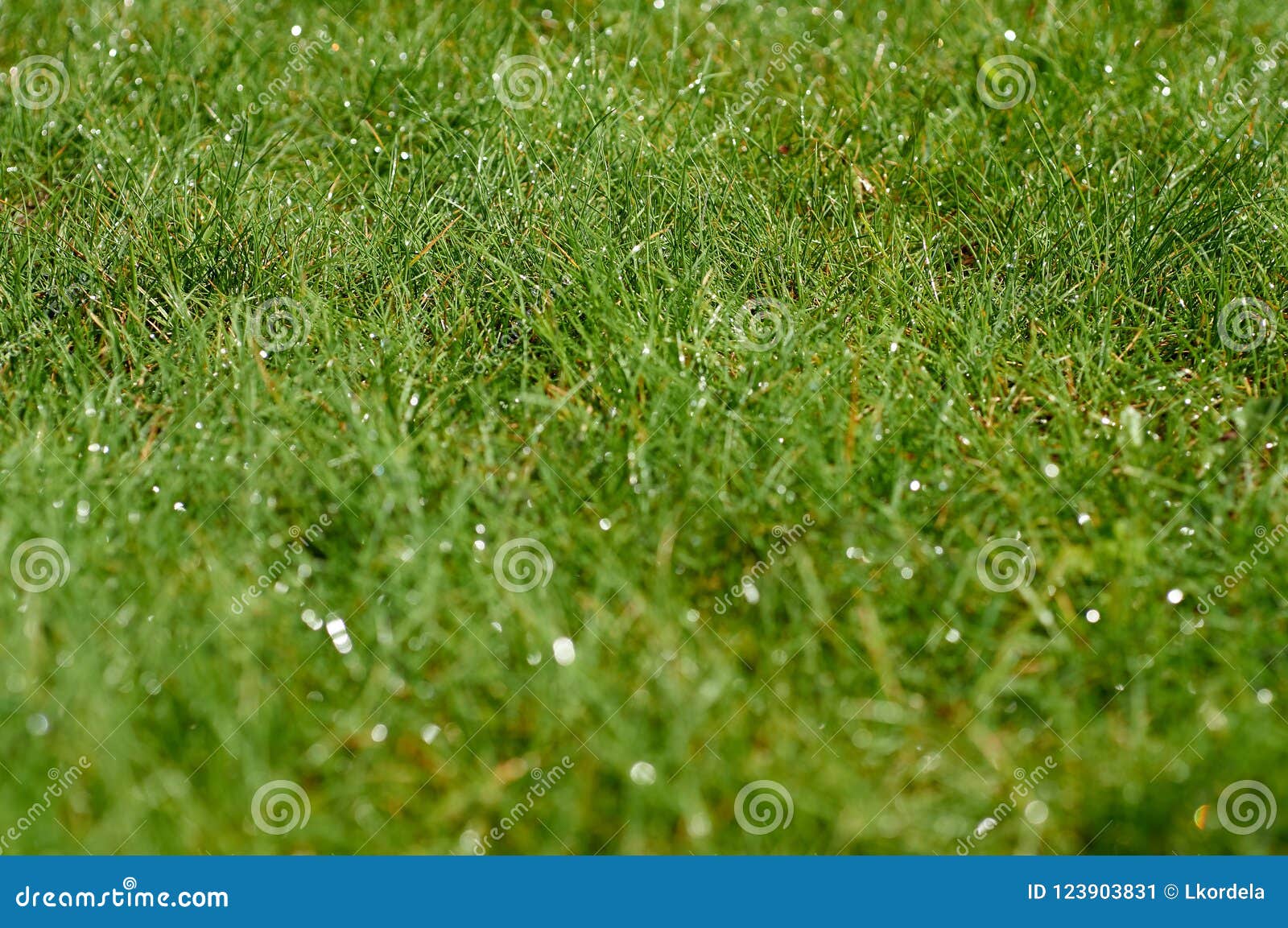 Wet grass on golf course stock image. Image of game 123903831