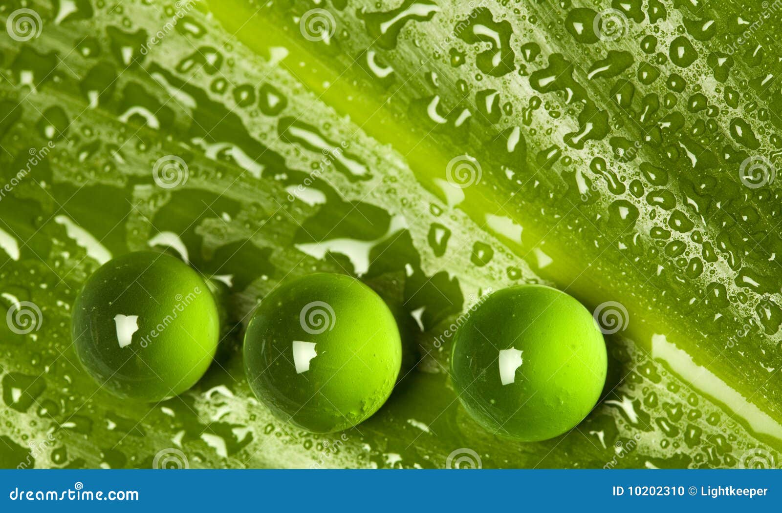Wet Green Leaf Pattern with Marbles Stock Photo Image of drops, plant