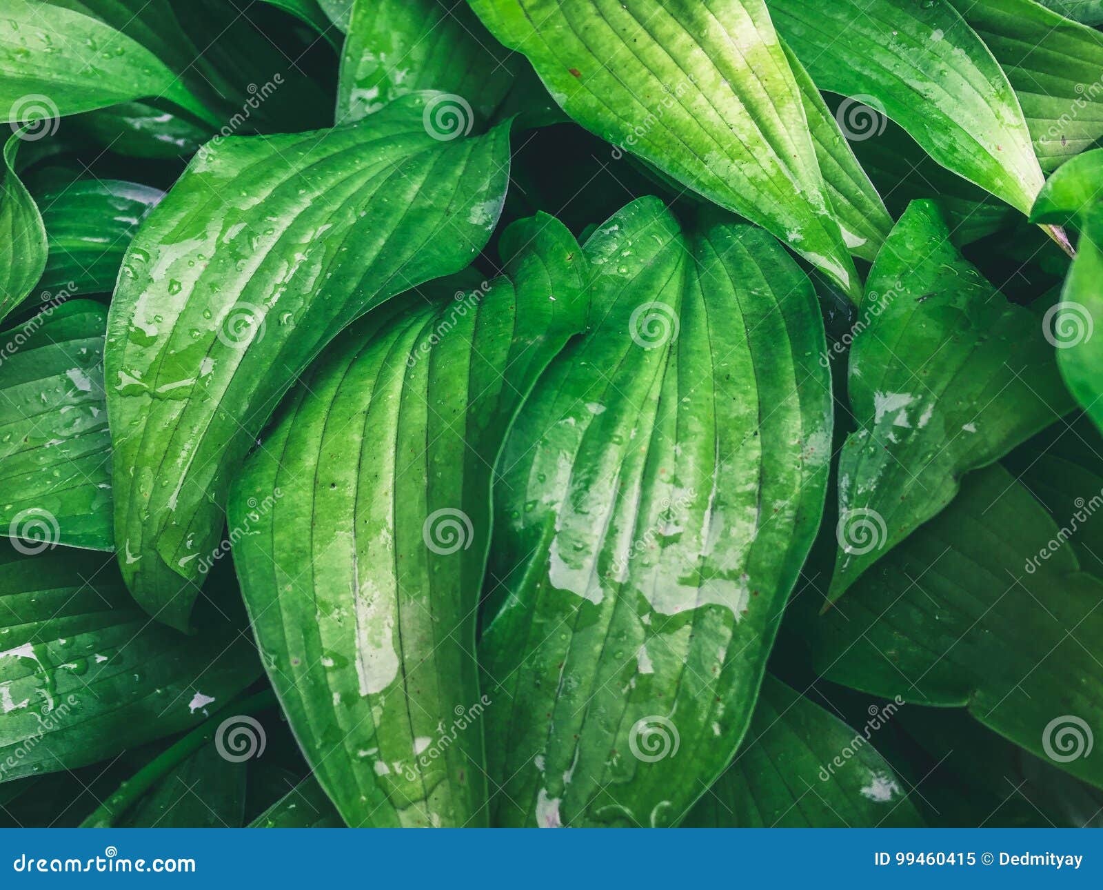 wet green leaves in drops of water