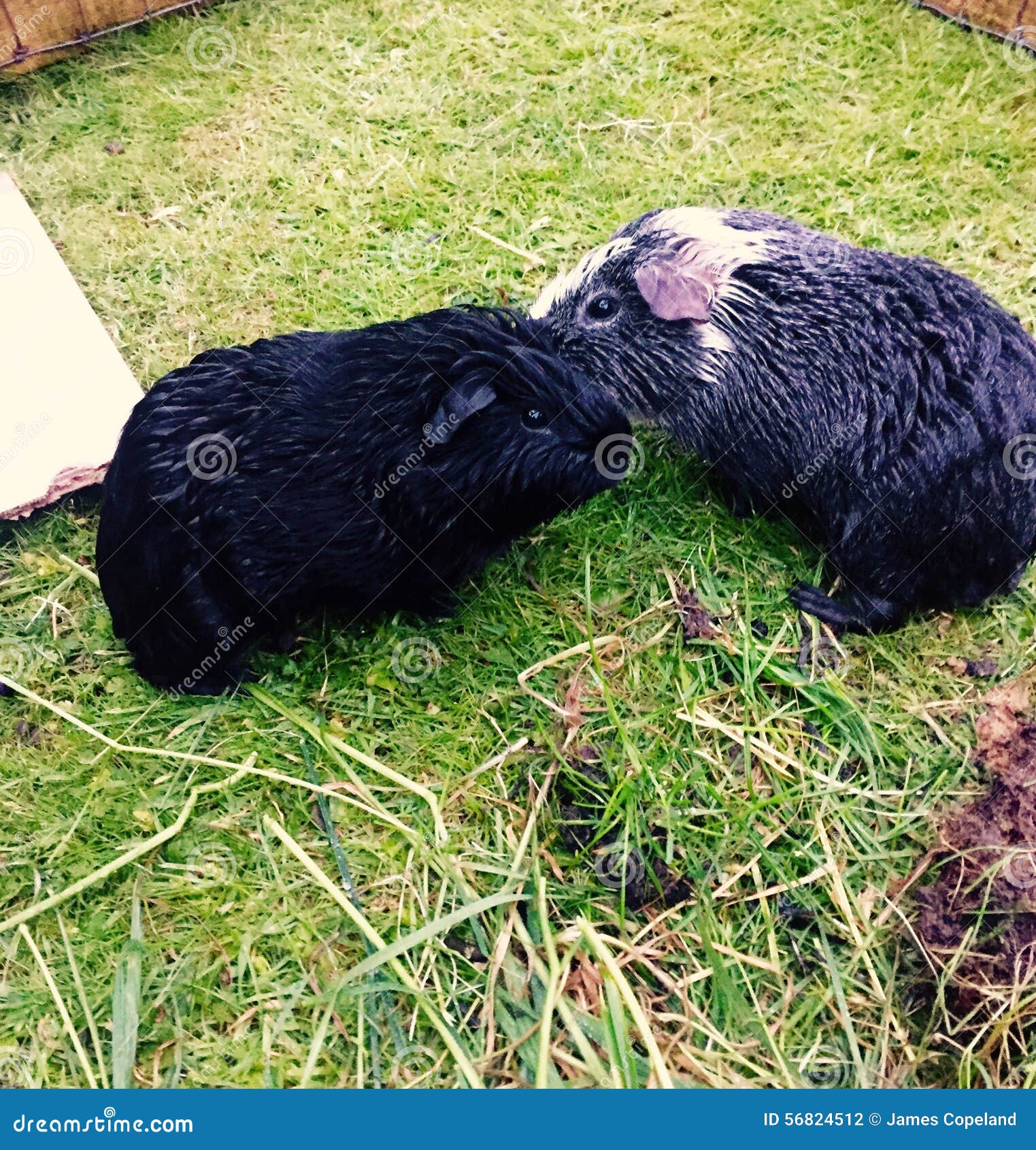 Wet guinea pigs stock photo. Image of cruelty, white 56824512