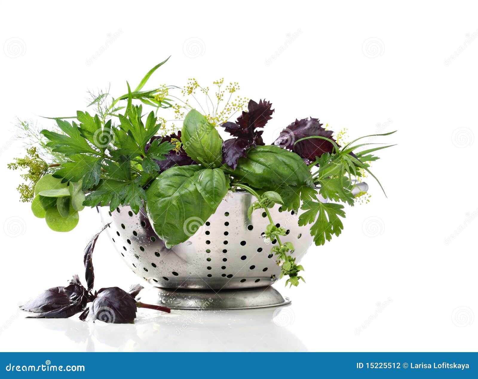 Wet herbs in colander stock photo. Image of herbal, purple 15225512