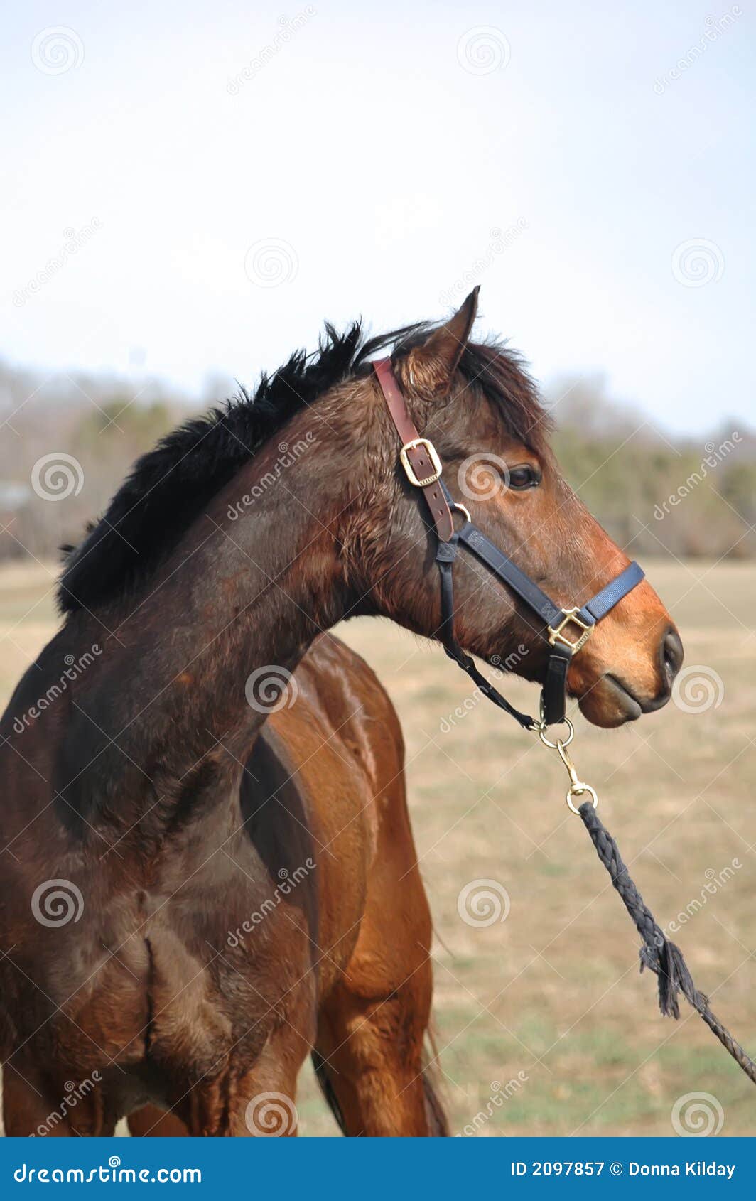Wet Horse Drying in the Wind Stock Image Image of thoroughbred, animal 2097857