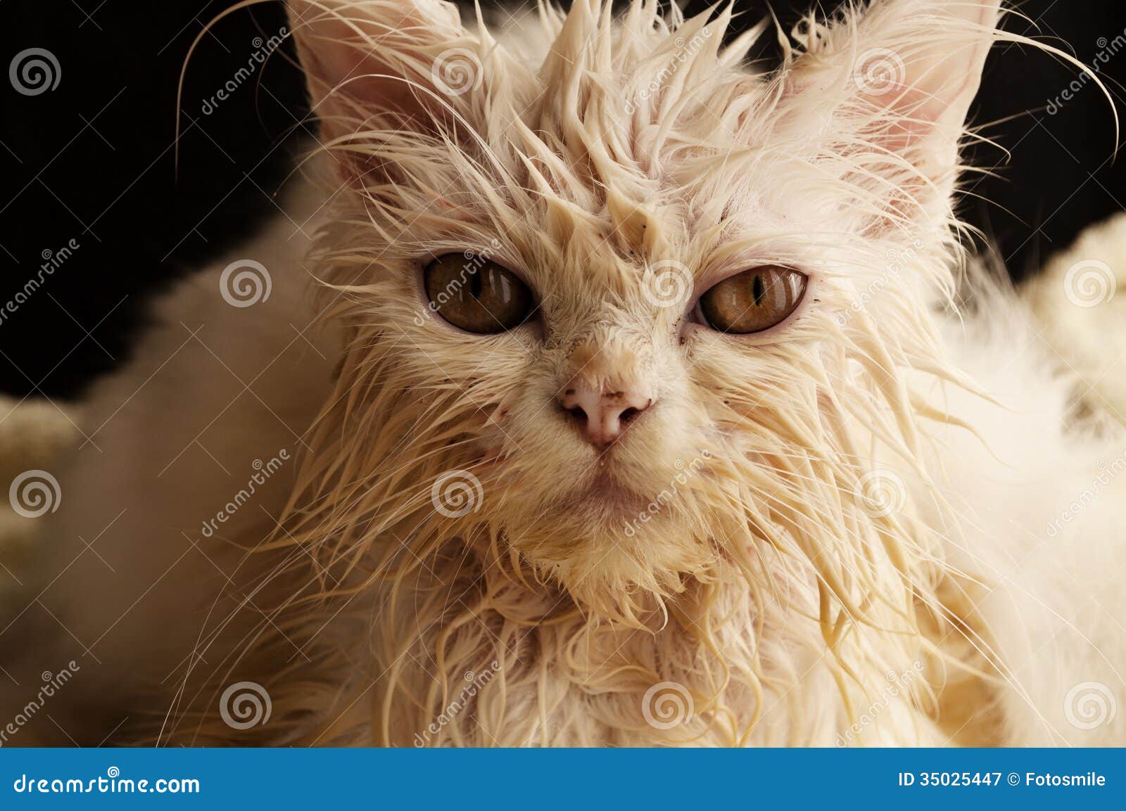 Wet kitty stock image. Image of miserable, funny, persian - 35025447