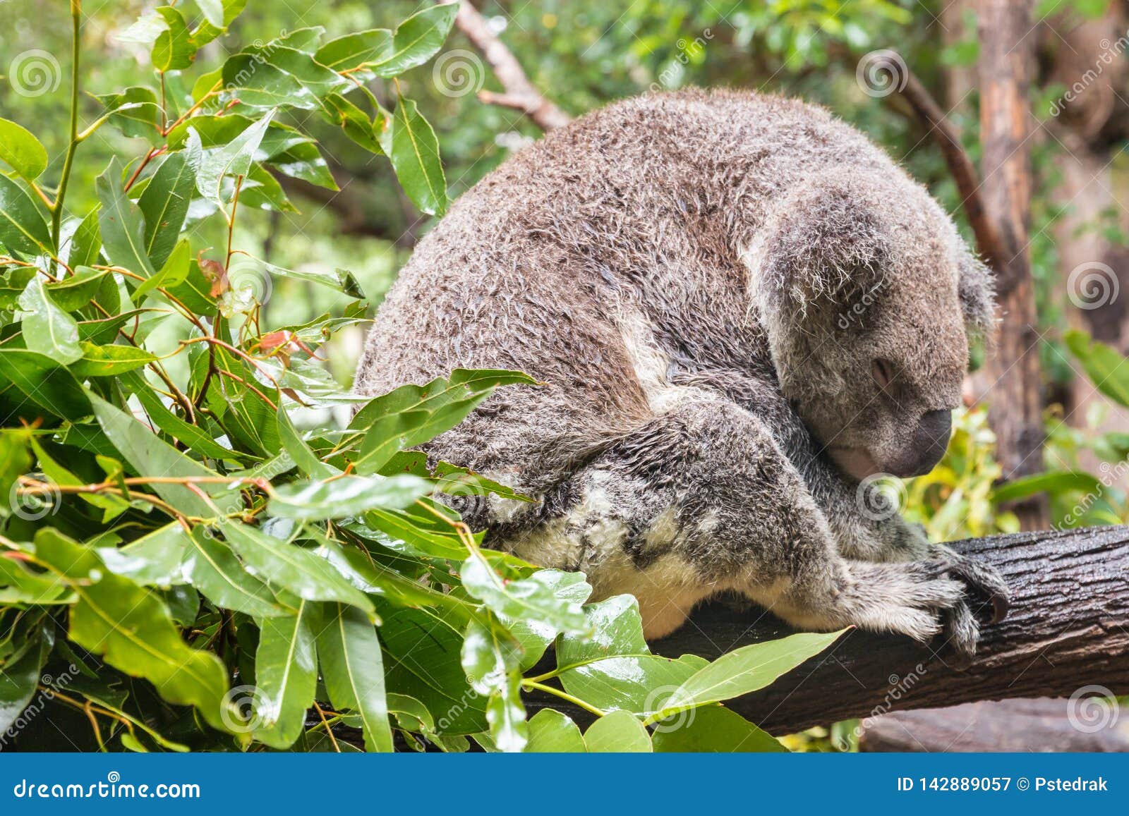 Wet Koala Bear Resting on Eucalyptus Tree in Rain Stock Image Image of sleeping, endangered