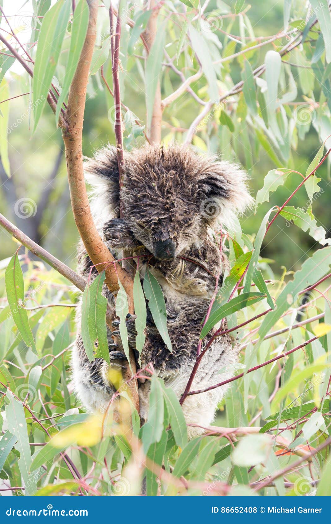 Wet Koala Bear Sleeping in a Tree Stock Photo Image of tree, cute 86652408