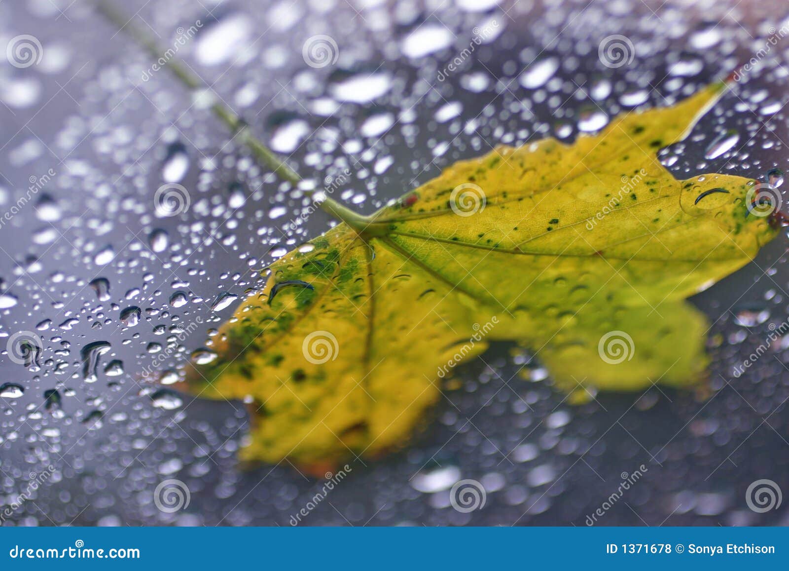 Wet Leaf stock photo. Image of leaves, leaf, background 1371678