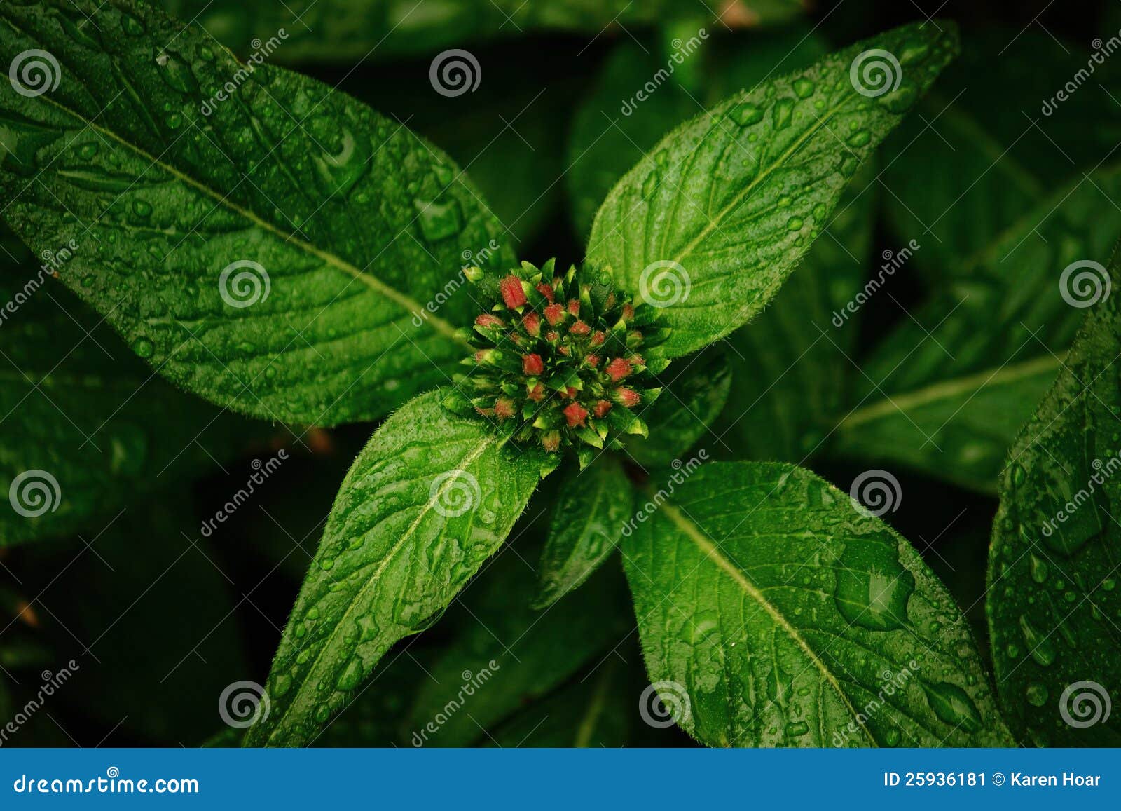 wet leaves of a flowering pentas plant