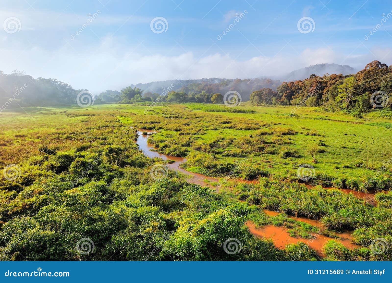Wet meadow stock image. Image of marsh, plant, mountain 31215689