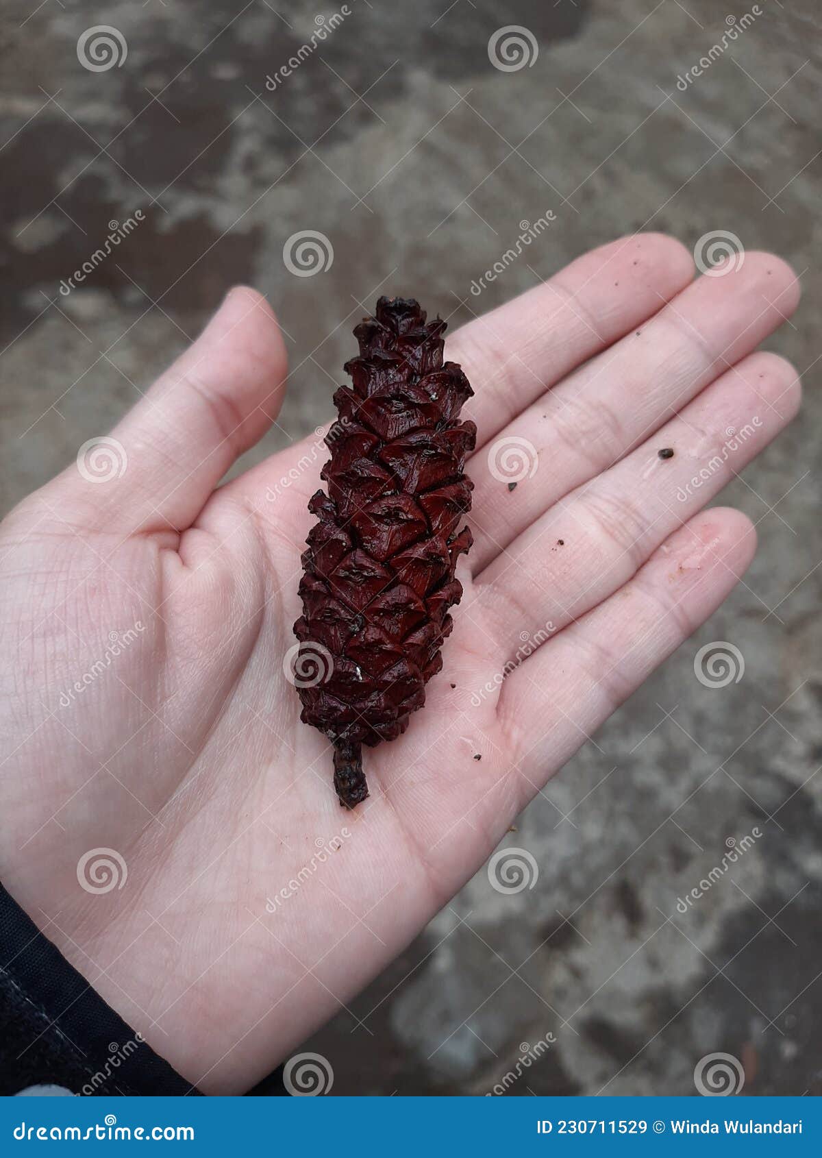 Wet Pinecone on white palm stock image. Image of pinecone 230711529