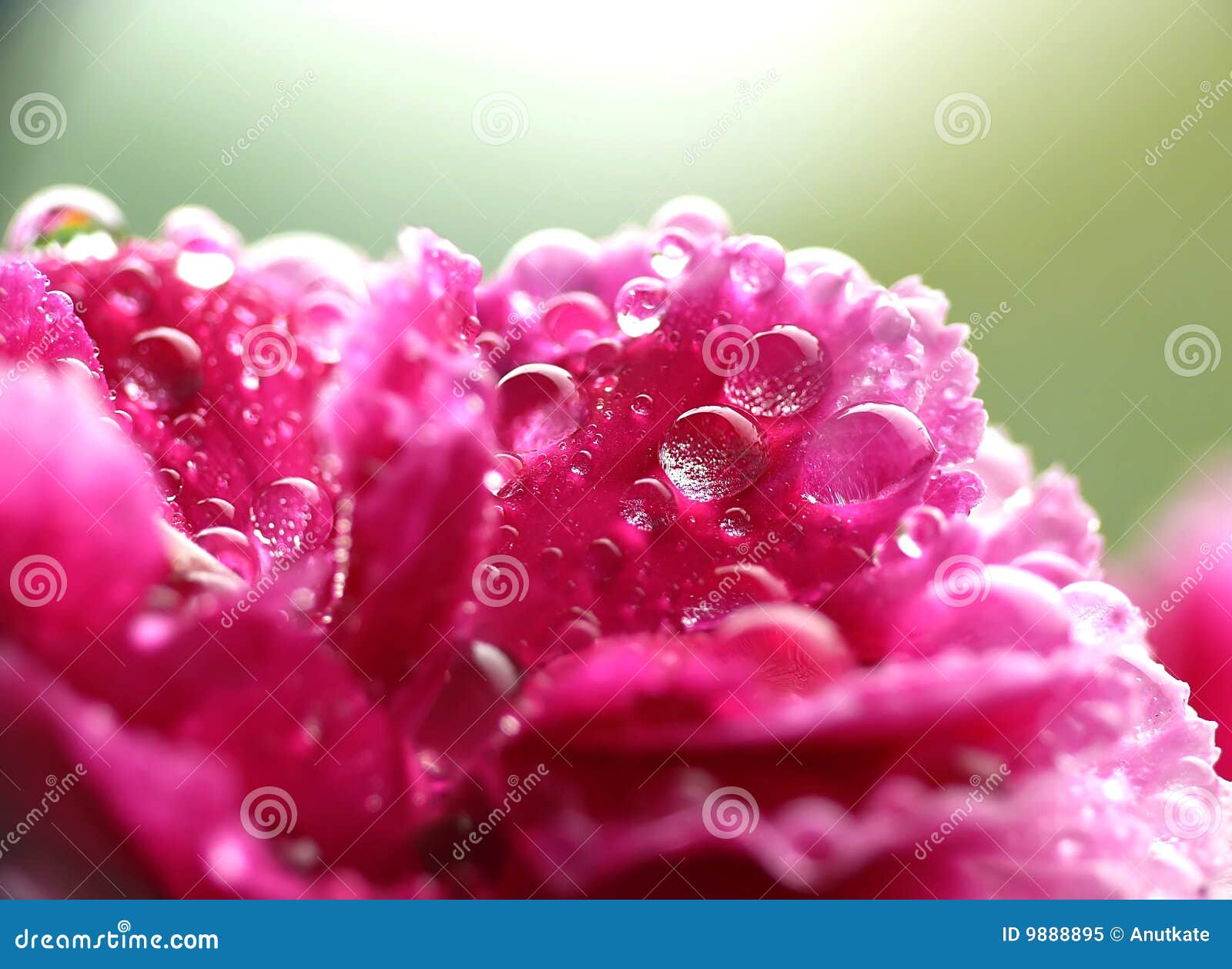 Wet pink carnation stock image. Image of smell, detail 9888895