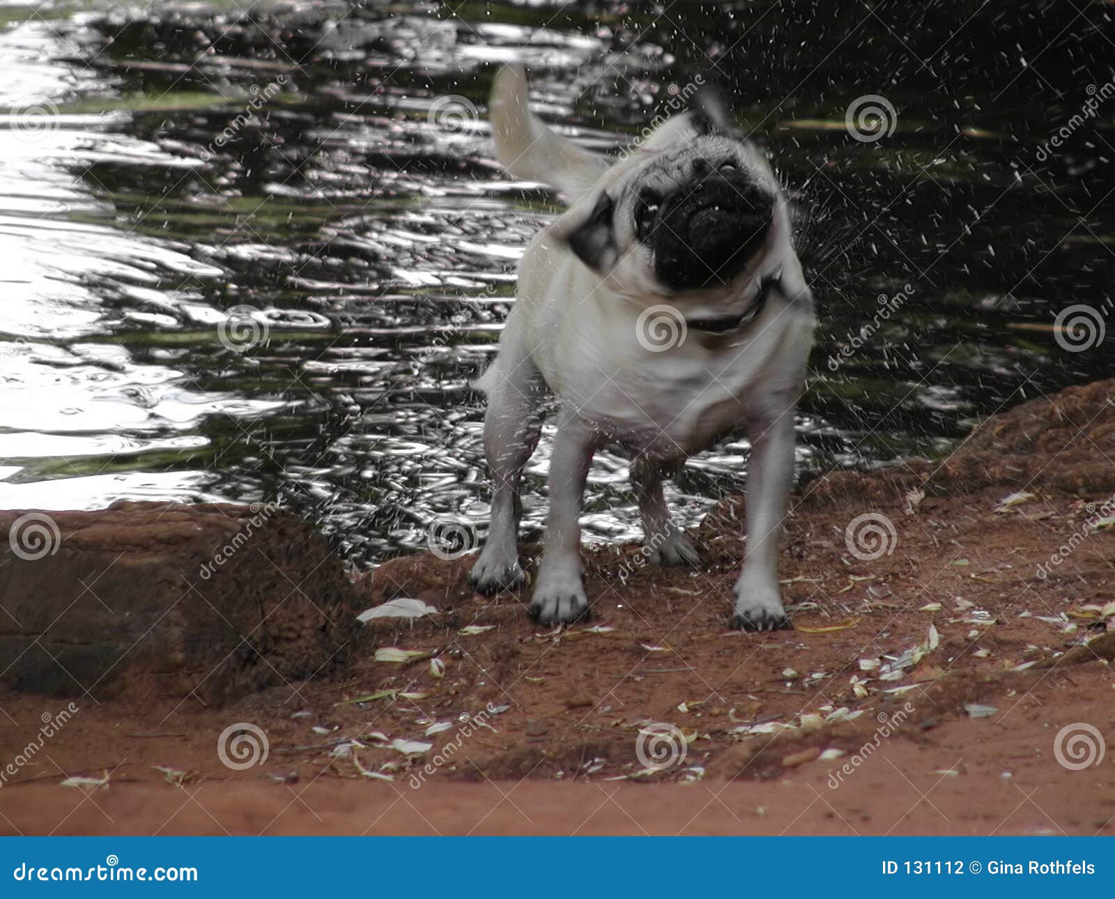 Wet Pug Picture. Image 131112