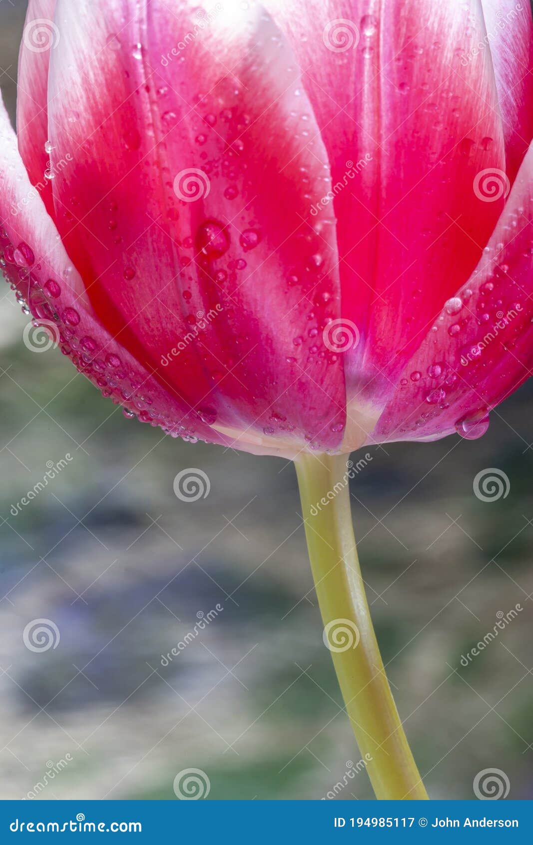 wet red tulip in spring