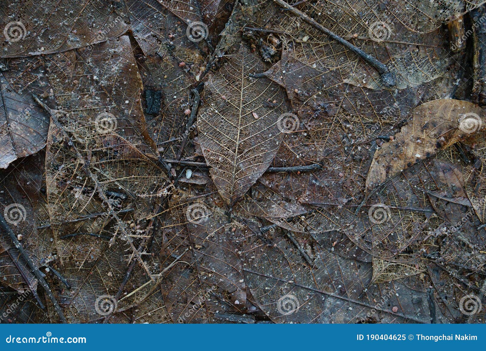 Wet Rotting Leaves that Accumulate of Rubber Trees. Stock Image - Image ...