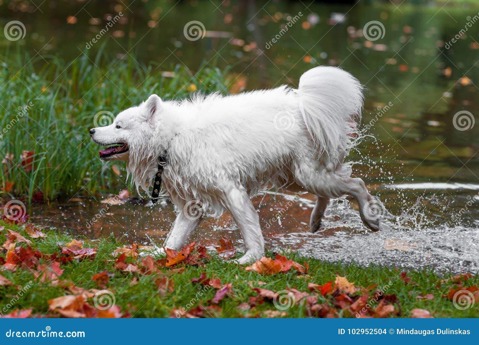Wet Samoyed Dog Run on Water. Stock Photo Image of water, pretty