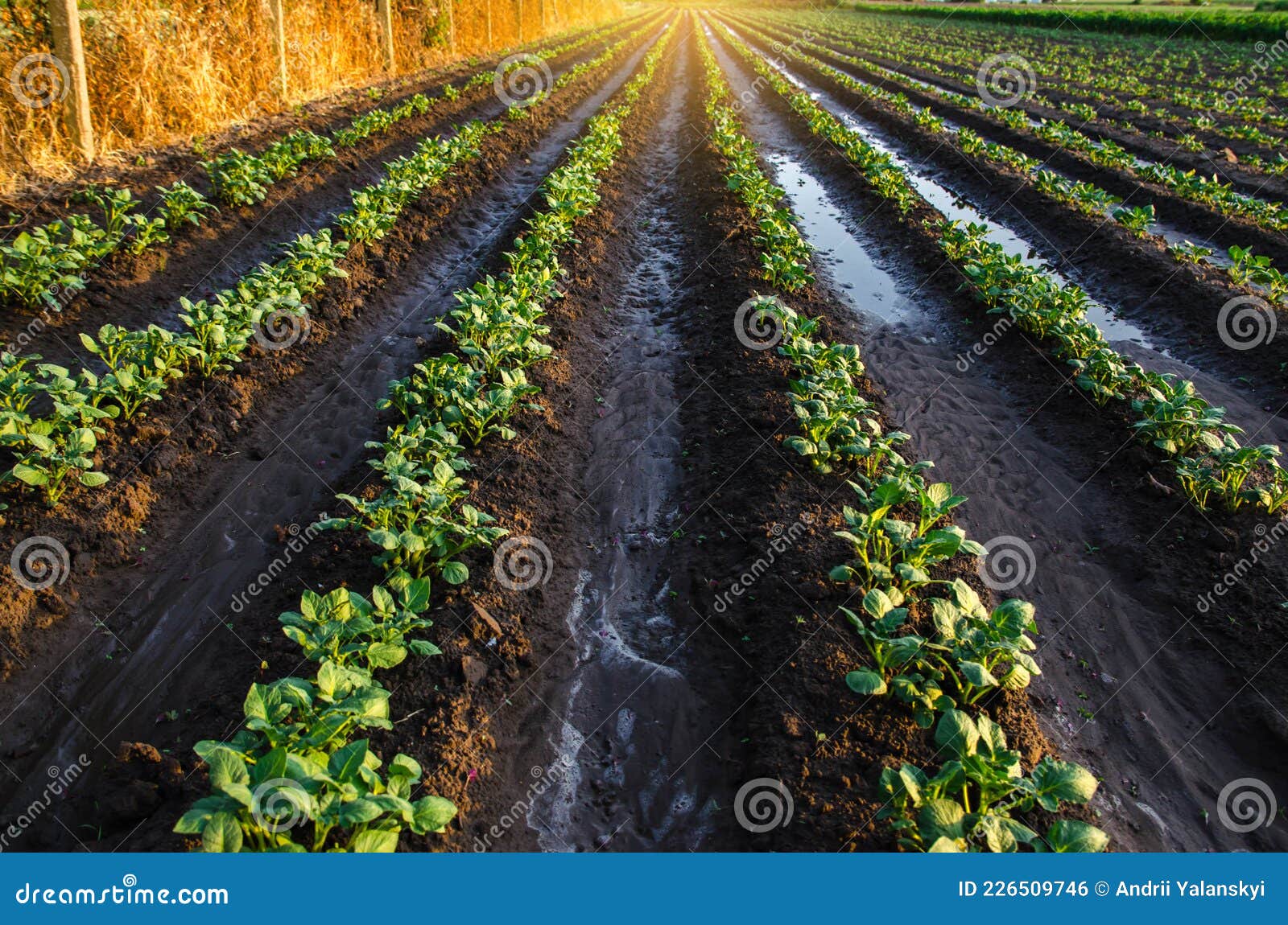 wet soil on a potato plantation in the early morning. rain and precipitation. surface irrigation of crops on plantation.