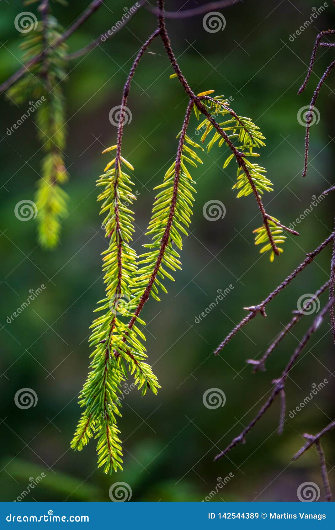 Wet Spruce Tree Close Up Shoot Macro Stock Image Image of wood