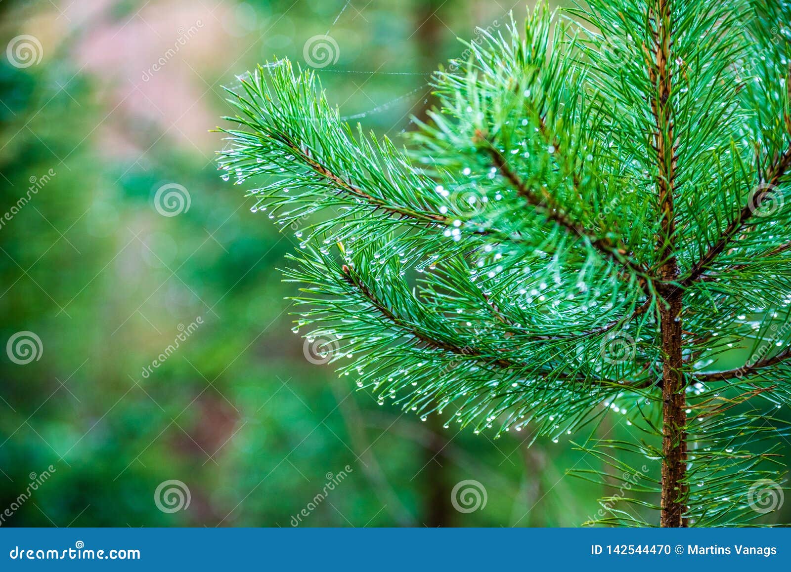 Wet Spruce Tree Close Up Shoot Macro Stock Photo Image of blur, shoot