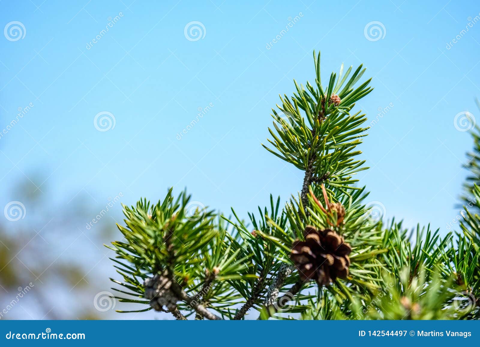 Wet Spruce Tree Close Up Shoot Macro Stock Image Image of growth