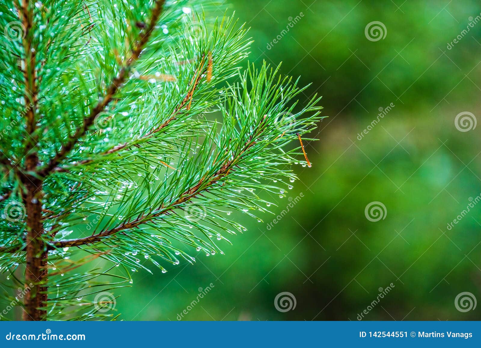 Wet Spruce Tree Close Up Shoot Macro Stock Image Image of spruce