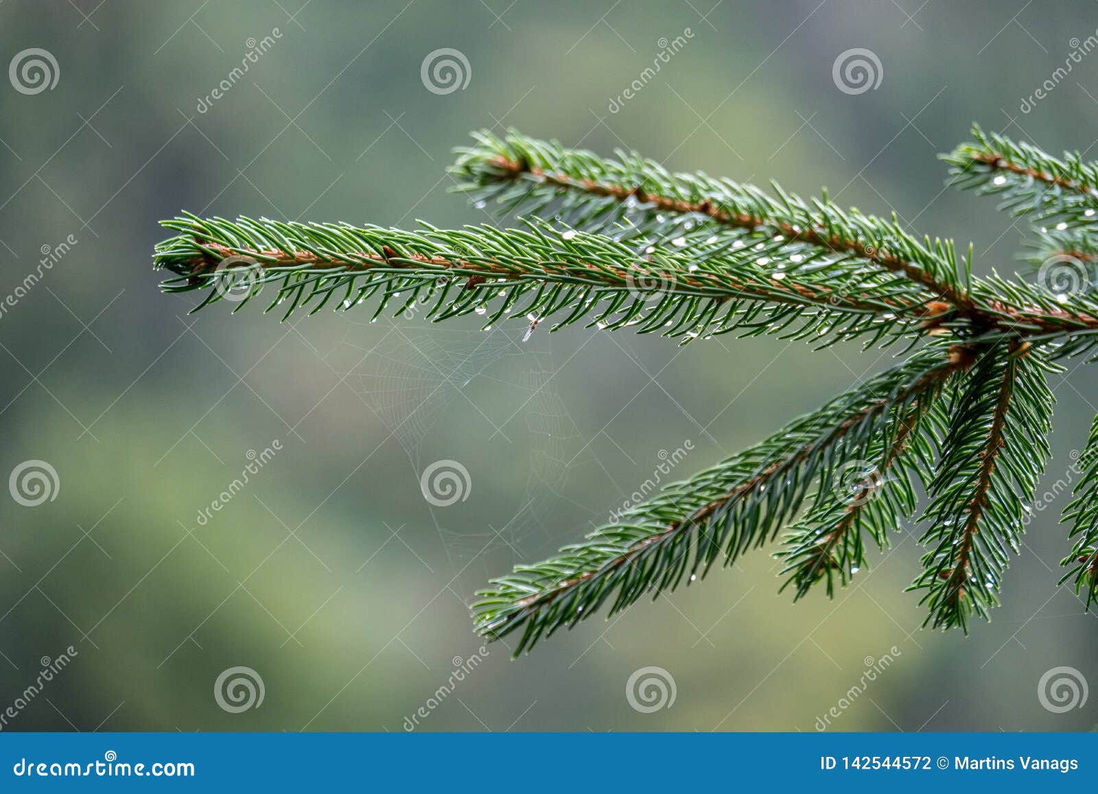 Wet Spruce Tree Close Up Shoot Macro Stock Photo Image of macro, lush