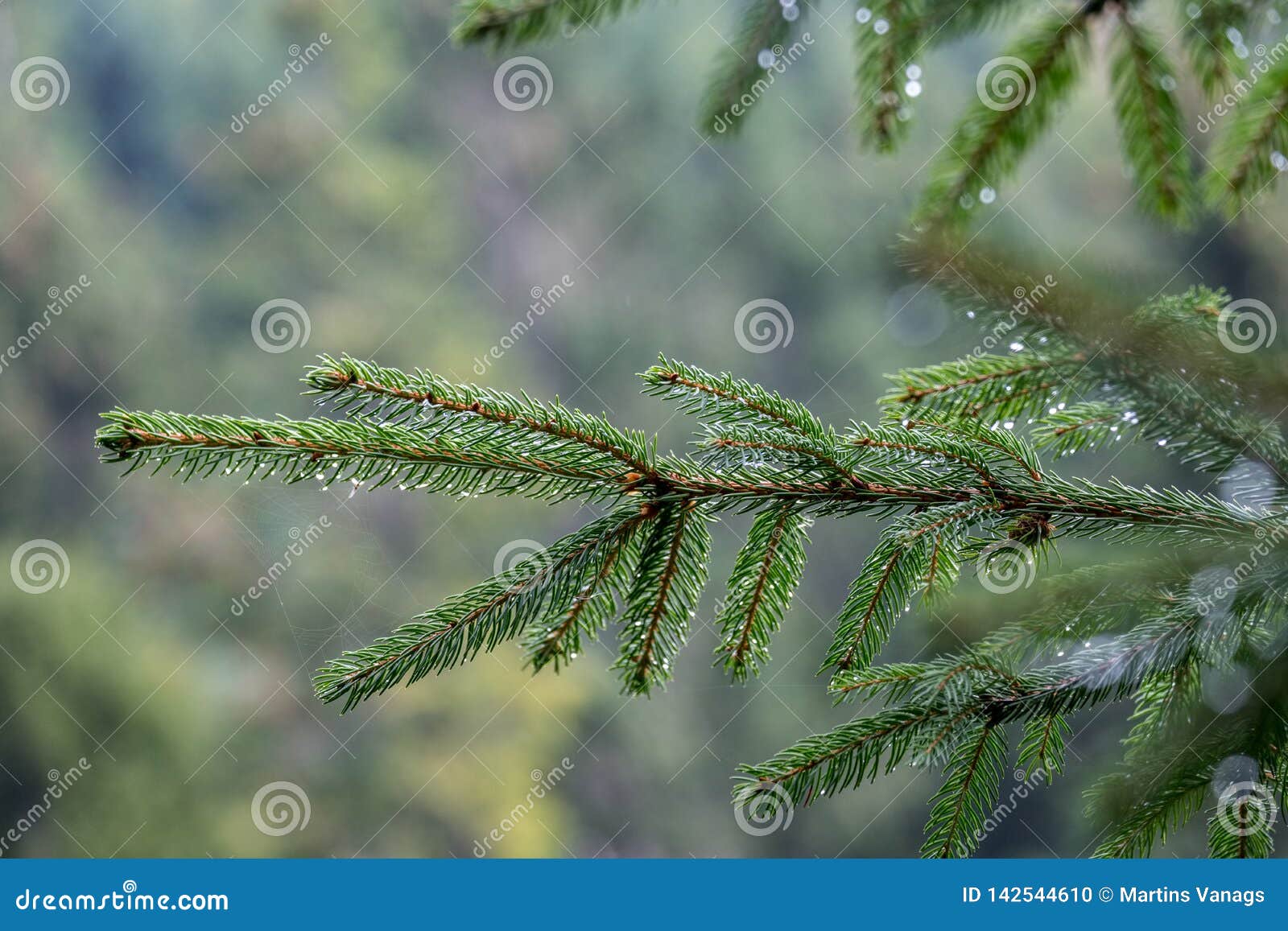 Wet Spruce Tree Close Up Shoot Macro Stock Photo Image of nature