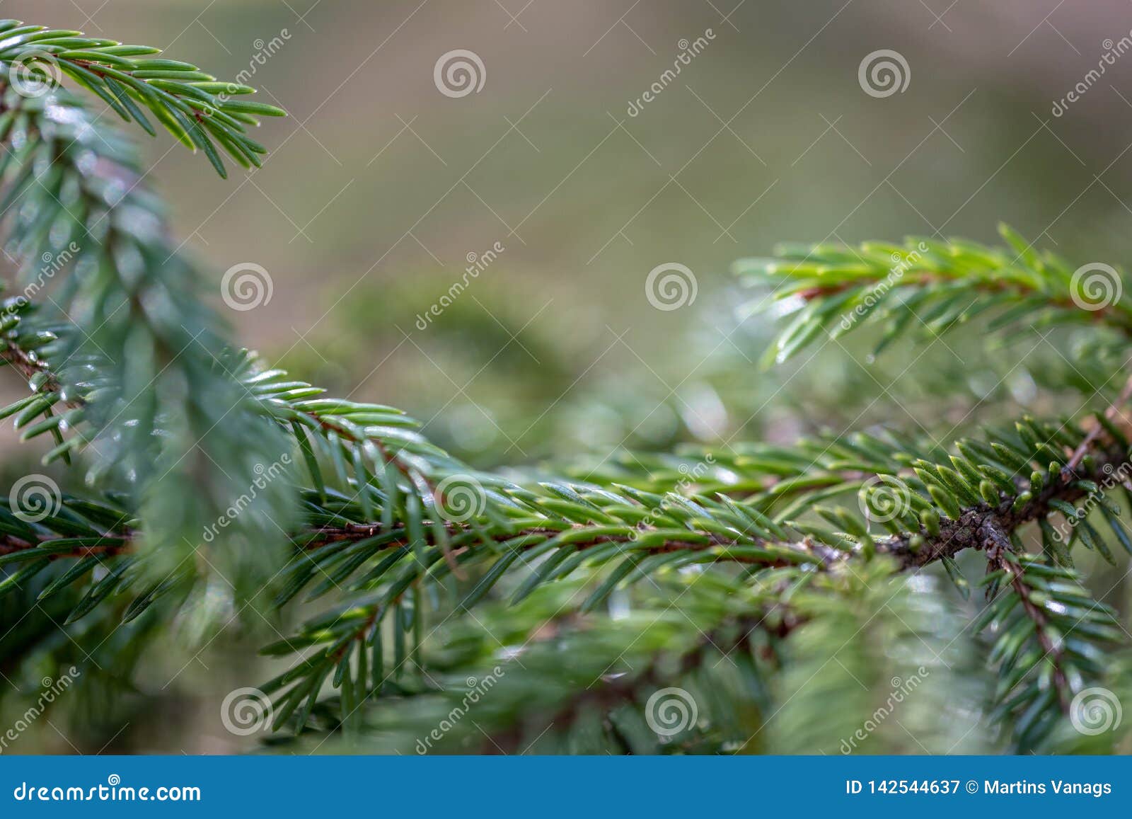 Wet Spruce Tree Close Up Shoot Macro Stock Image Image of blur