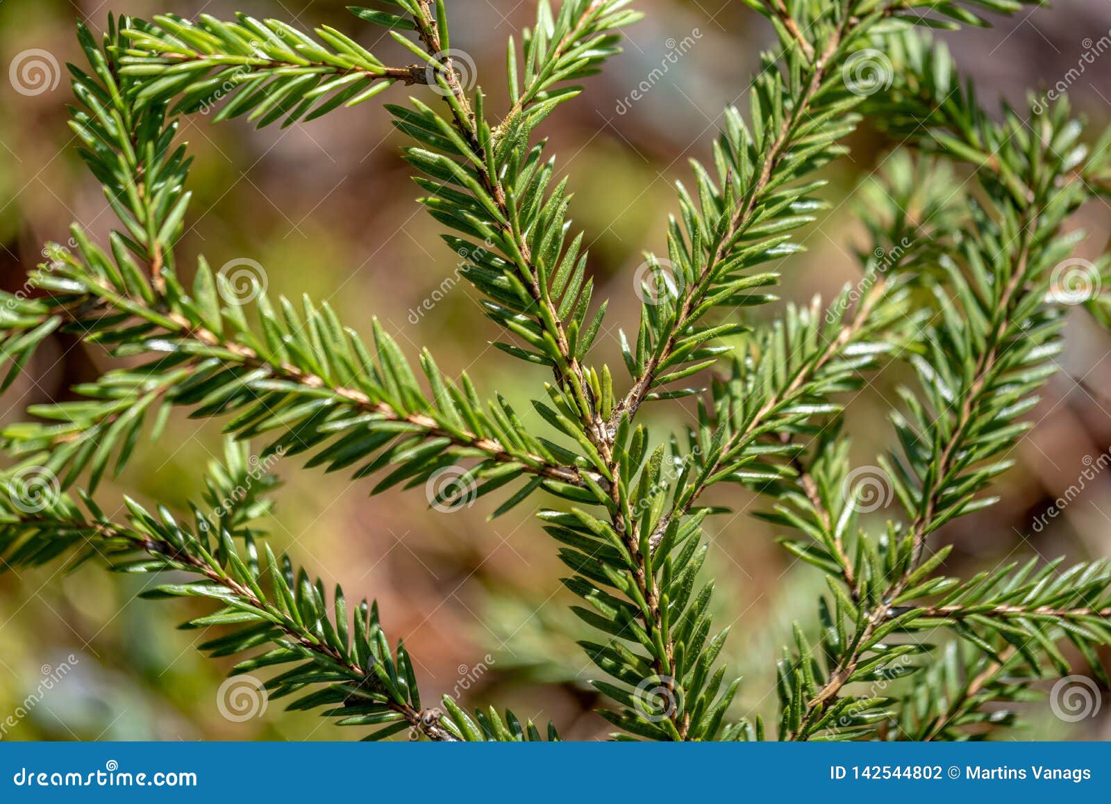 Wet Spruce Tree Close Up Shoot Macro Stock Photo Image of barbaric
