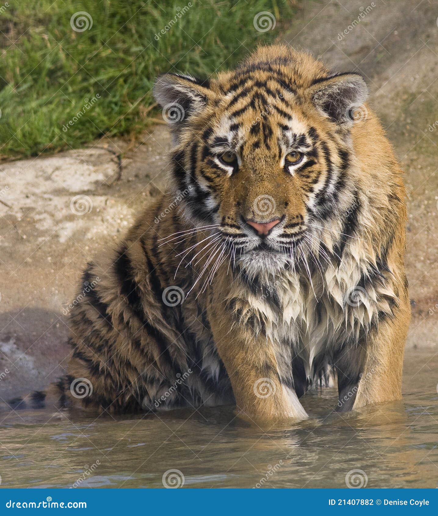 Wet Tiger Cub Stock Photography Image 21407882