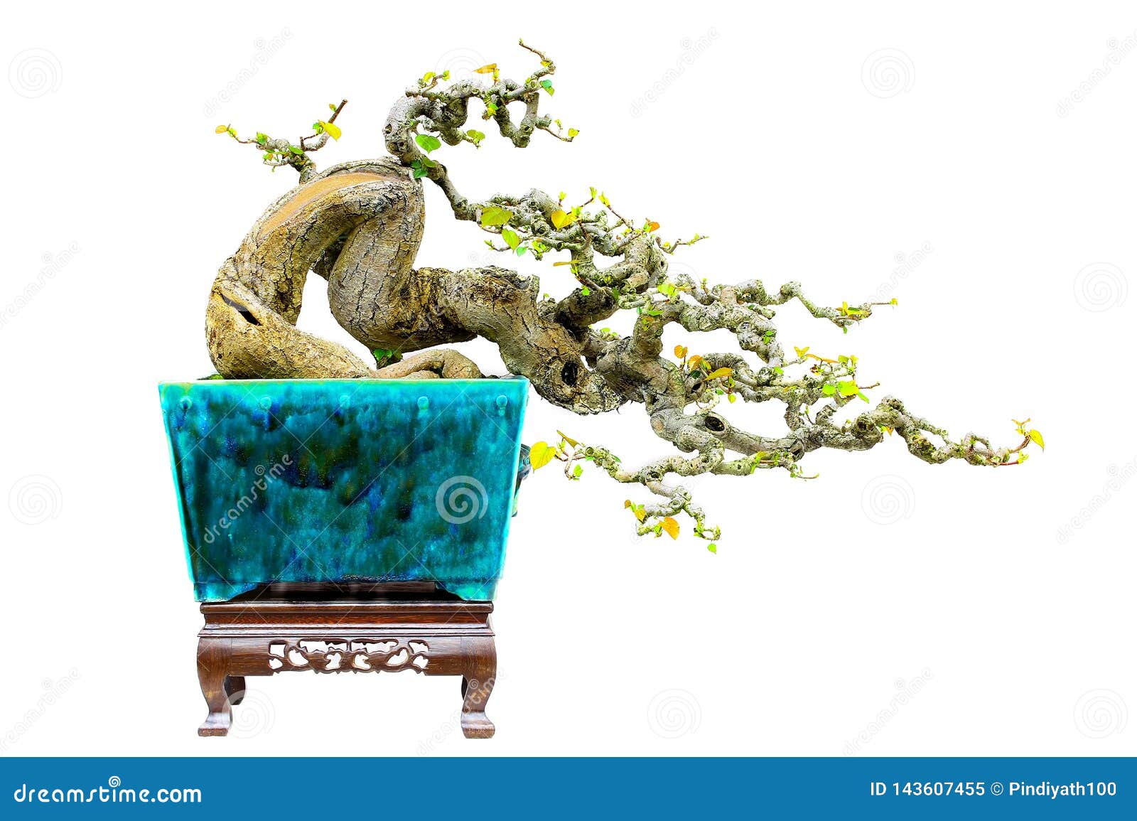 Hibiscus Tiliaceus In Bonsai Form Stock Image Image Of Craftsmanship Shapes 143607455