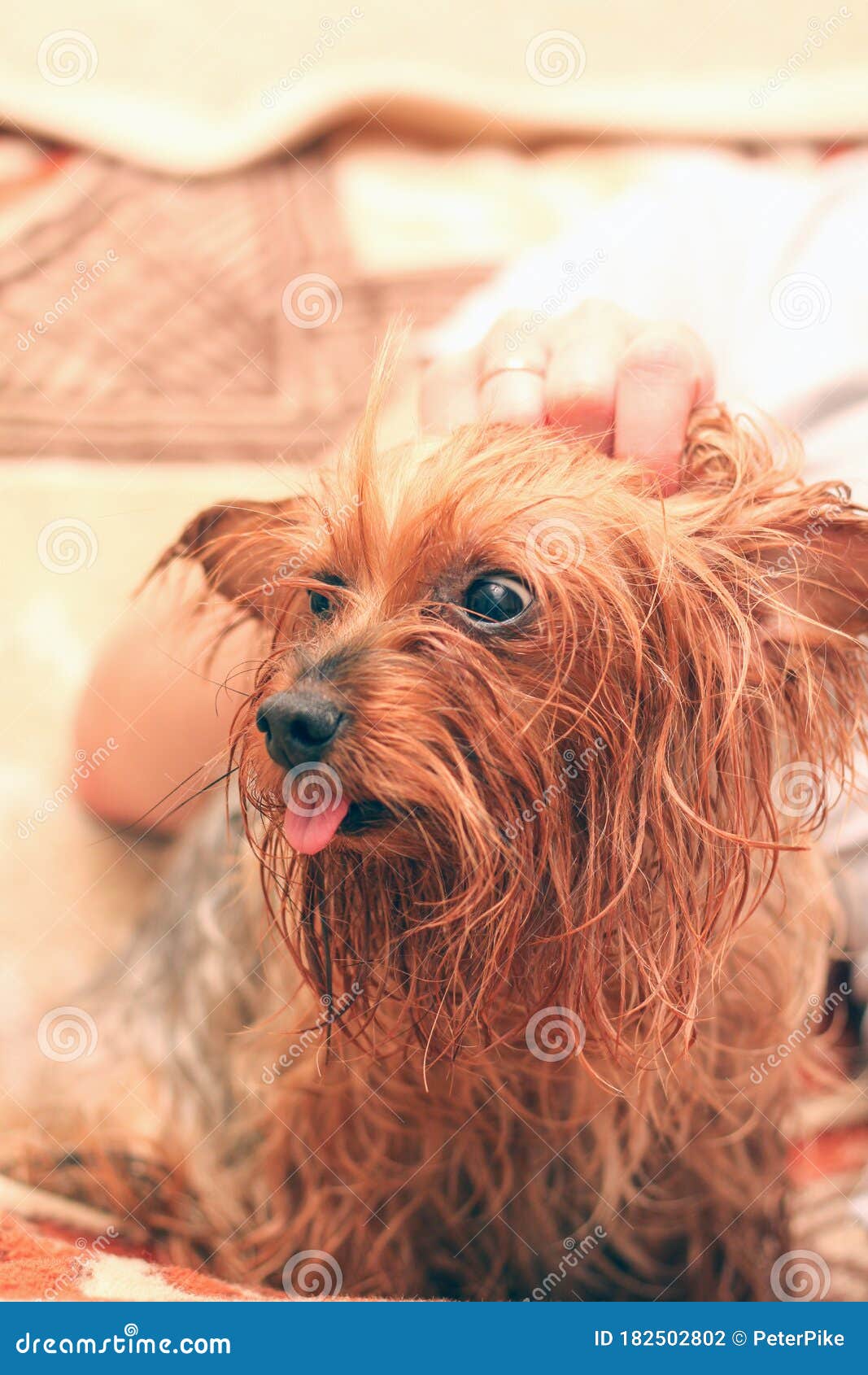 A Wet Yorkshire Terrier with Its Tongue Hanging Out is Sitting Next To ...