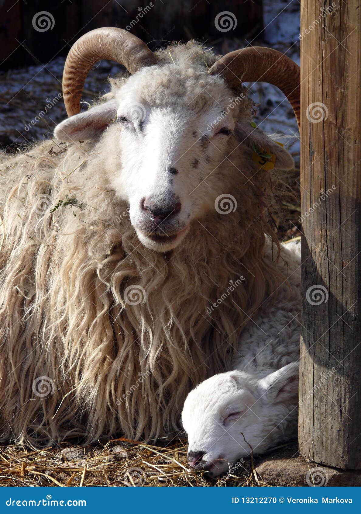 Wether and lamb stock photo. Image of portrait, mutton 13212270