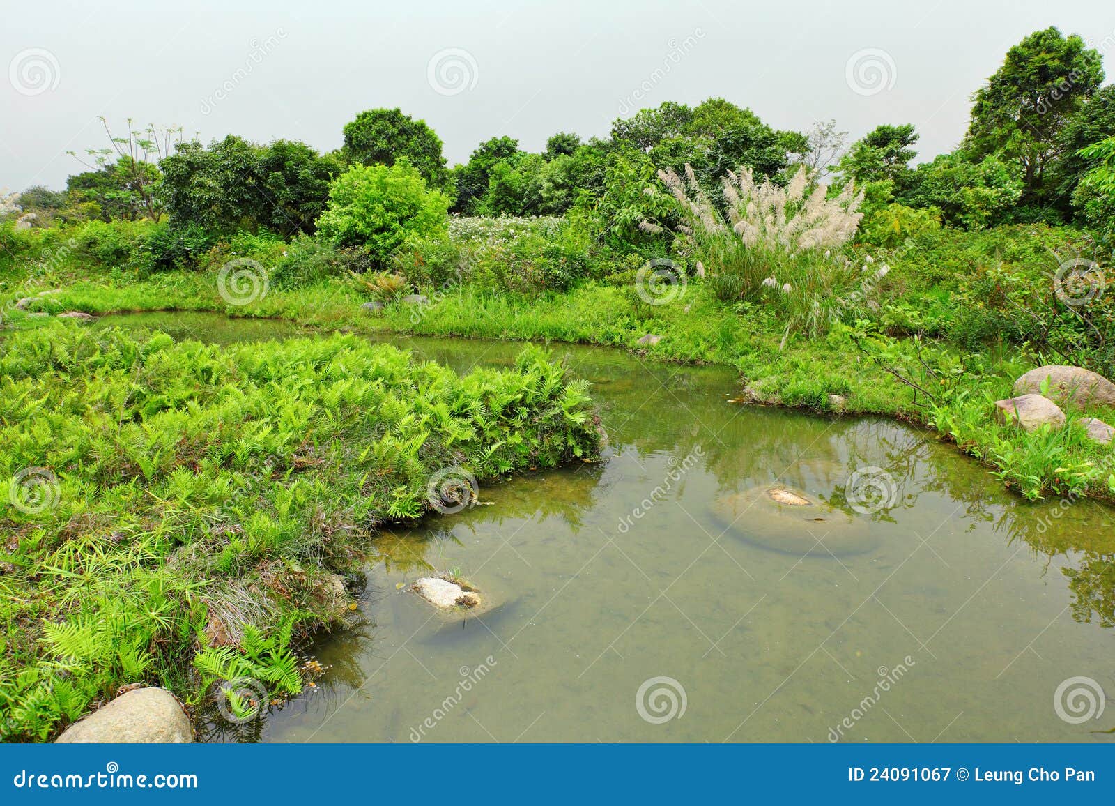 Wetland stock image. Image of asia, pond, park, area - 24091067