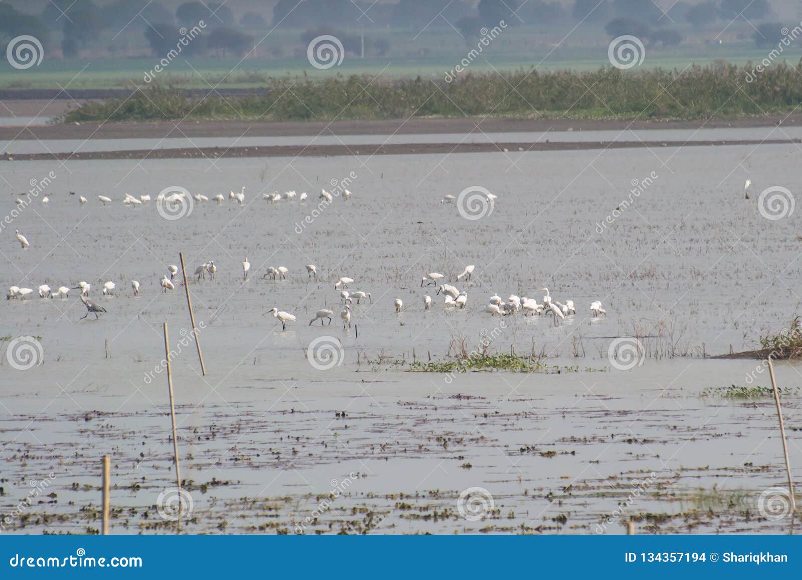 wetland birds and waders in a lake