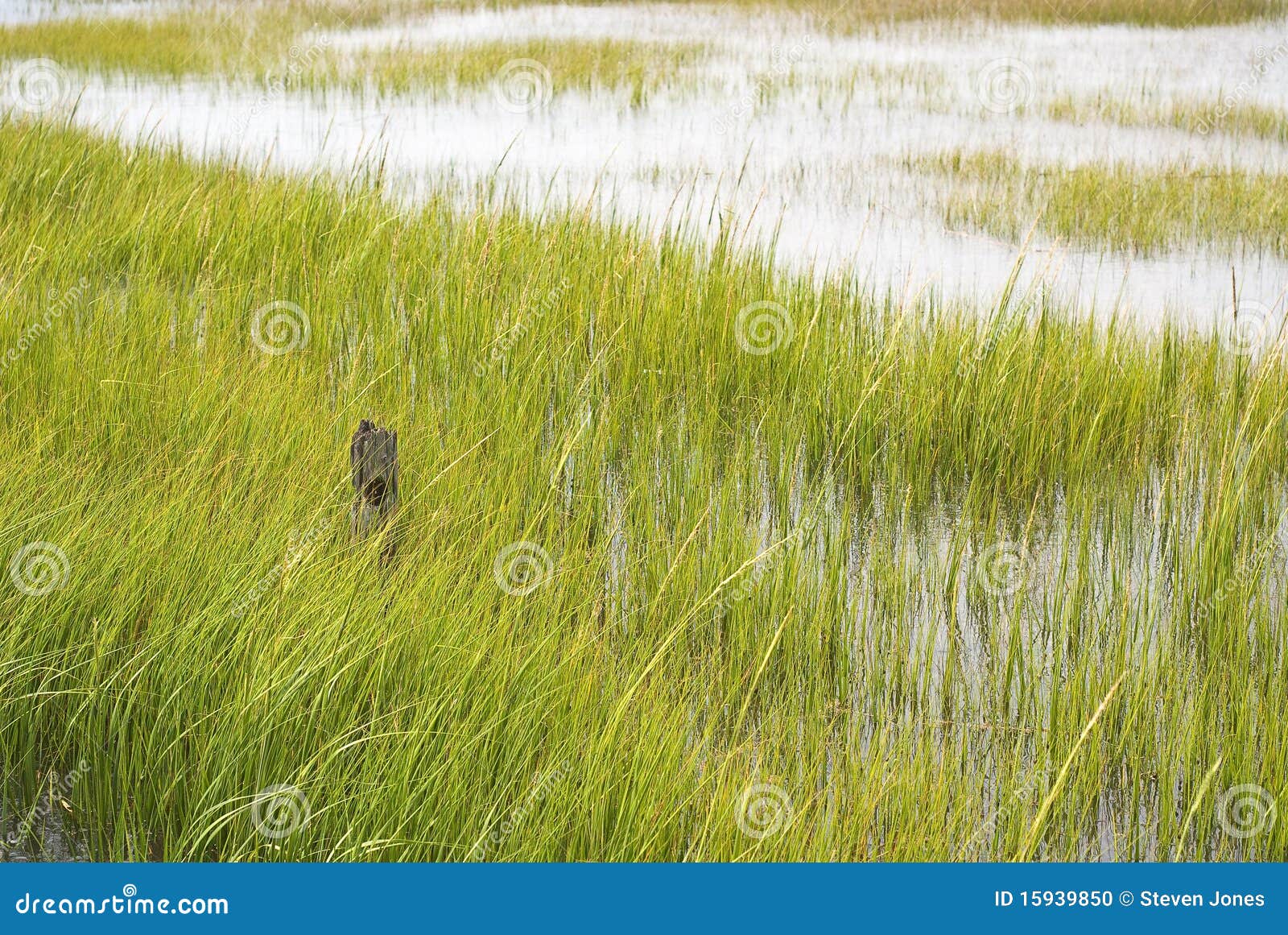 wetland conservation