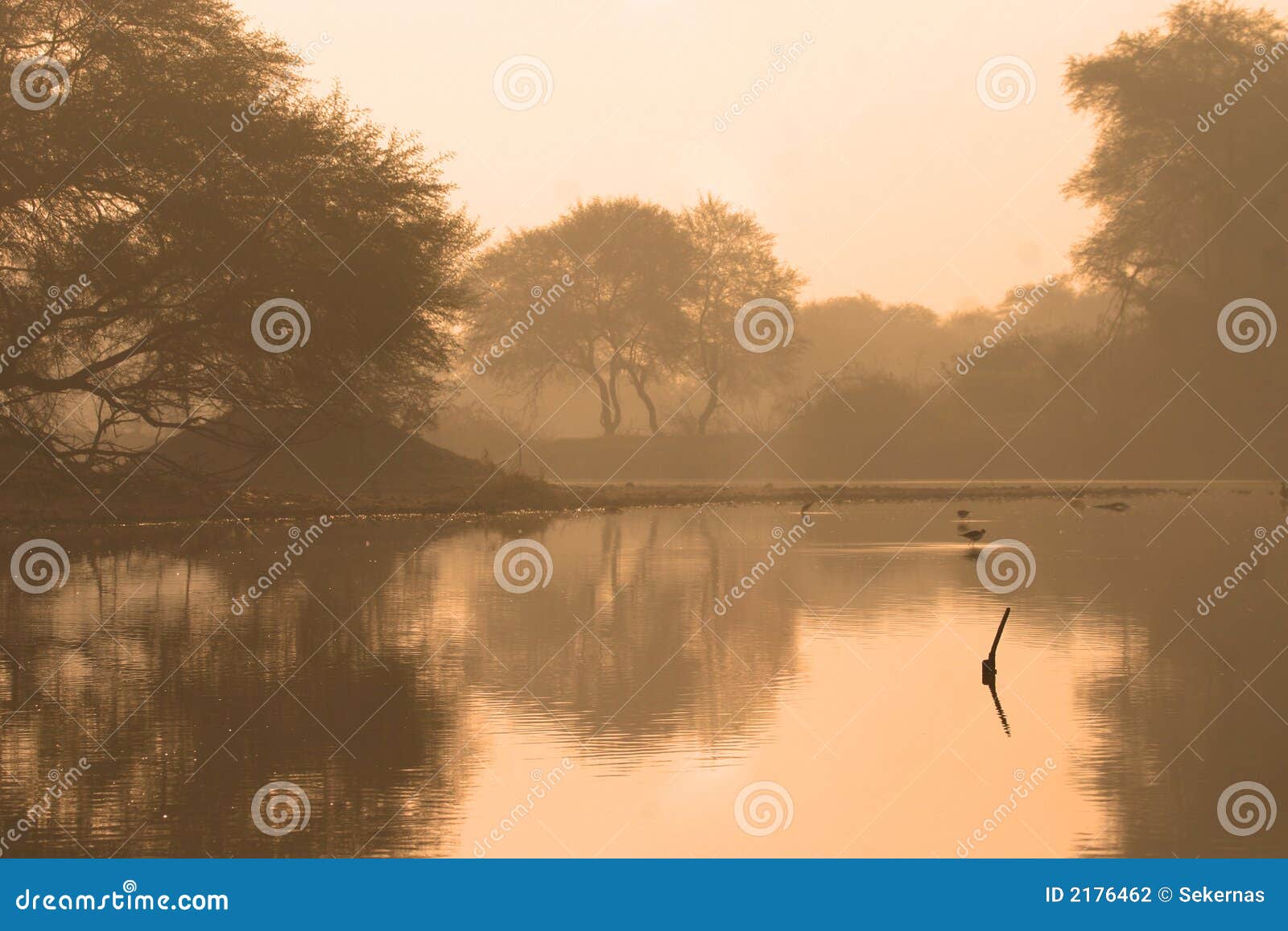 wetland at dawn