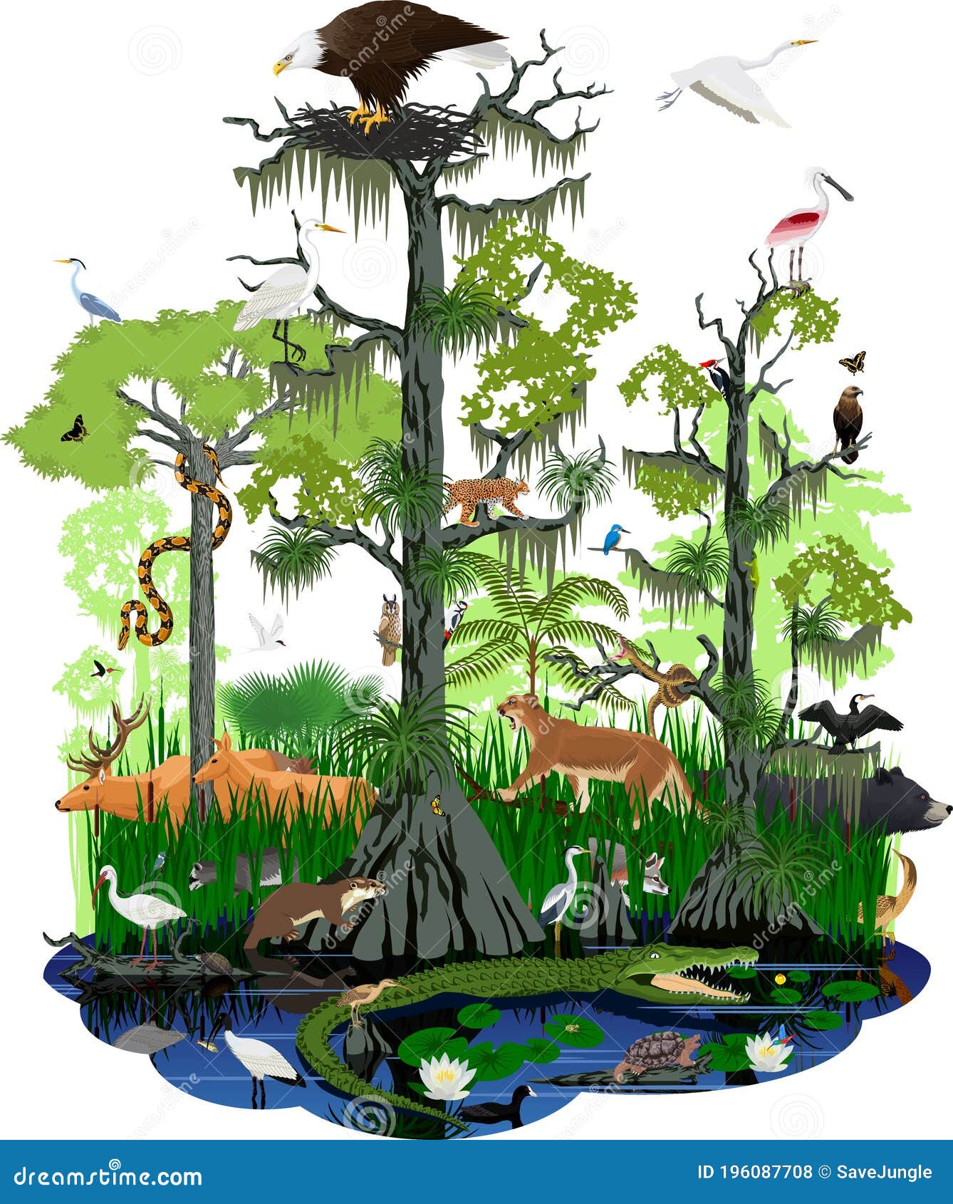 wetland or florida everglades landscape with different wetland animals