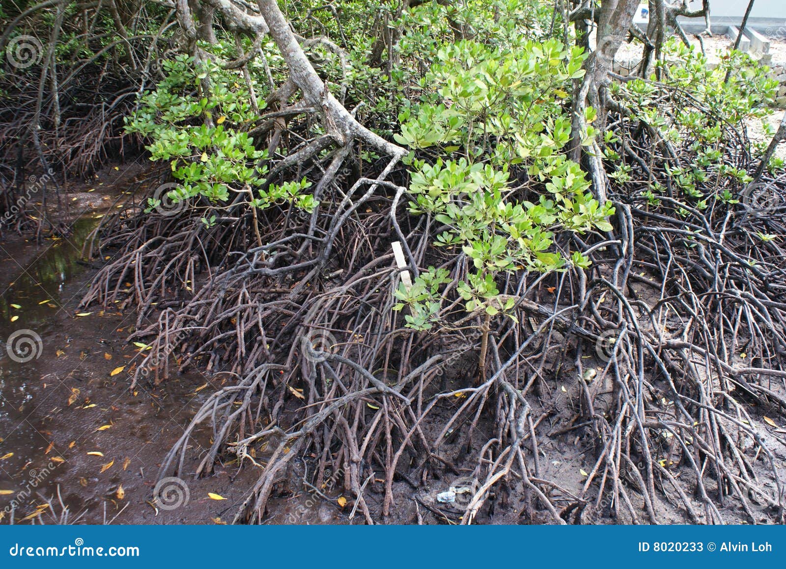 wetland mangroves