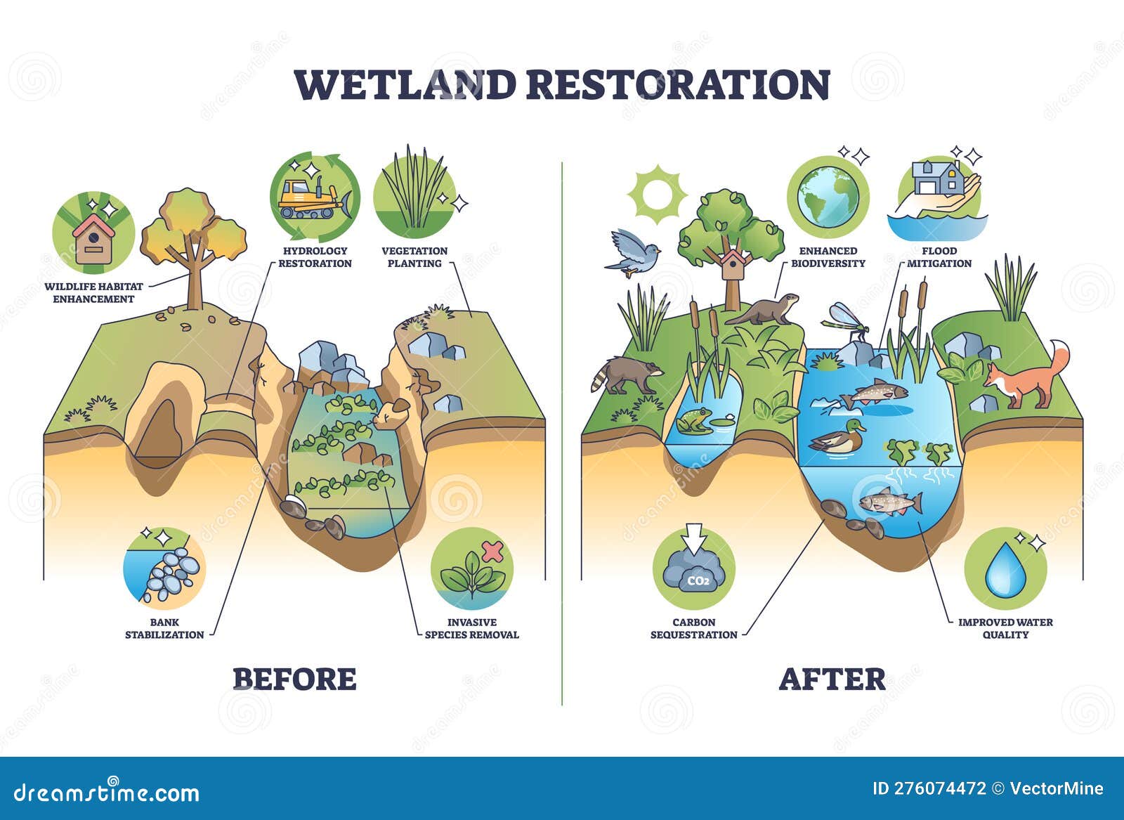 wetland restoration and reviving ecosystems for environment outline diagram
