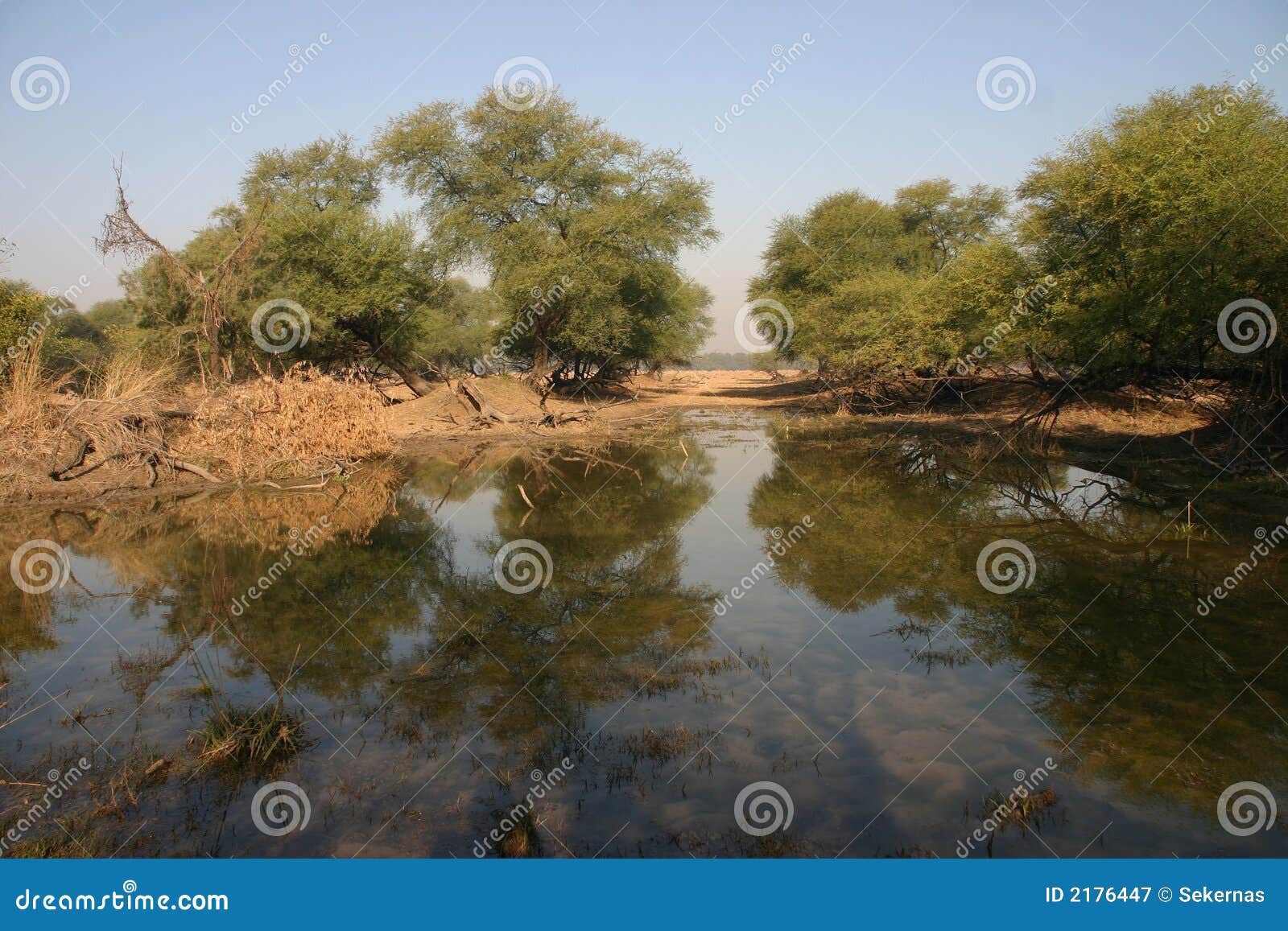 wetland surrounded by trees