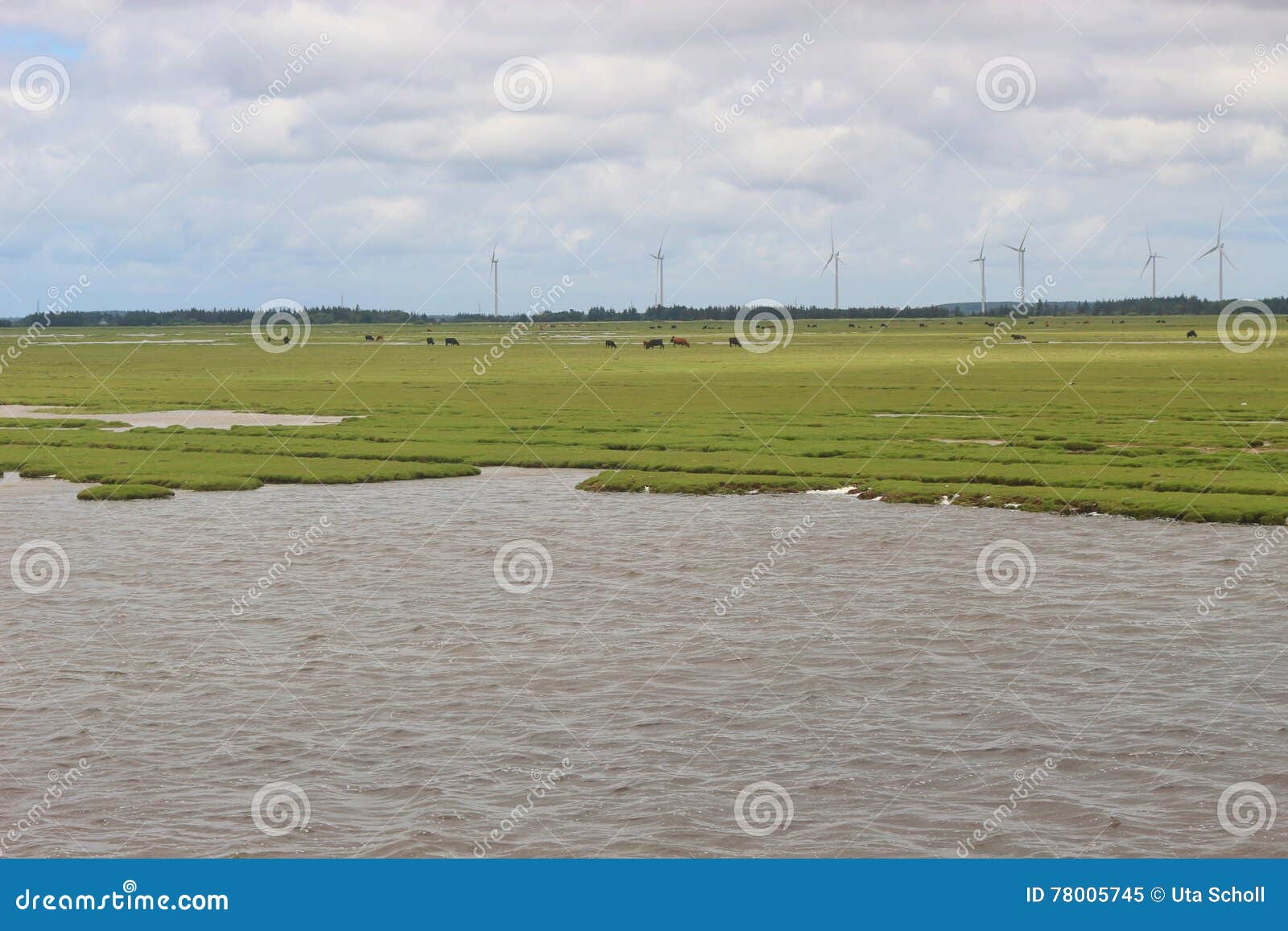 The Wetland Vejlerne Nature Reserve Denmark, Europe. Stock Image - Image of swamp, jutland: 78005745