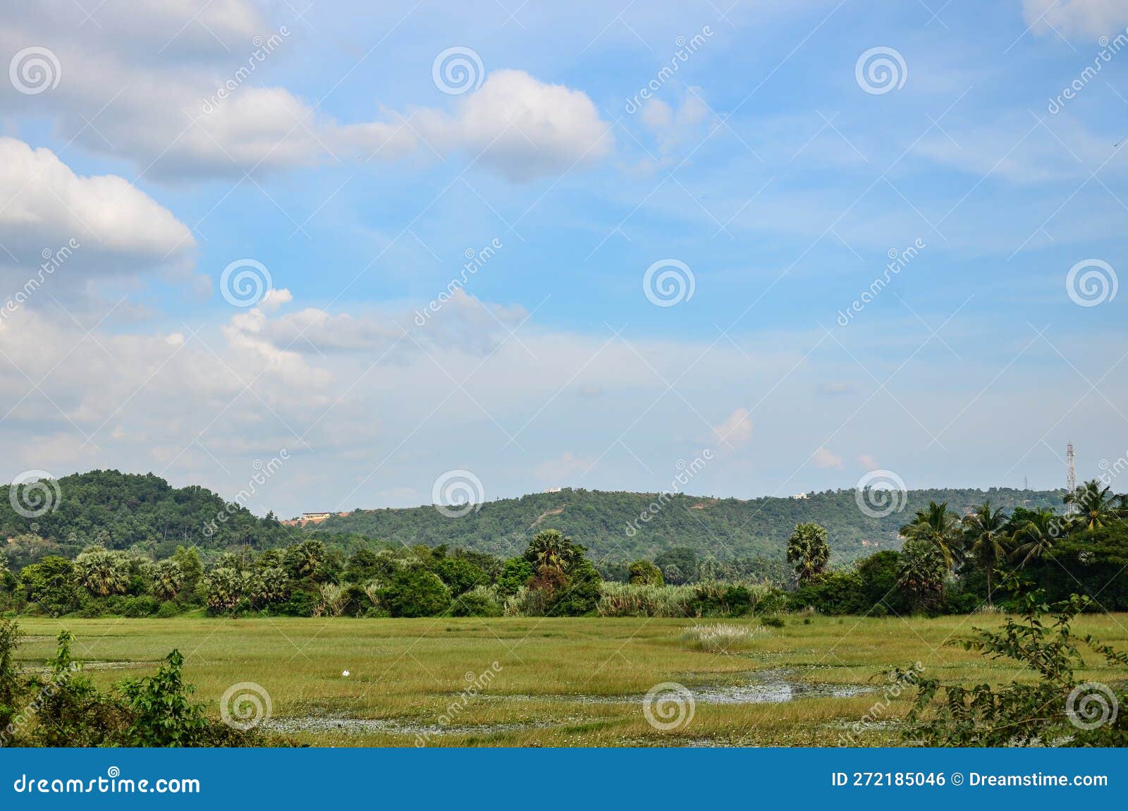 Wetlands at Adyapadi Mangalore India Stock Photo Image of Wetlands at Adyapadi Mangalore India Stock Photo Image of