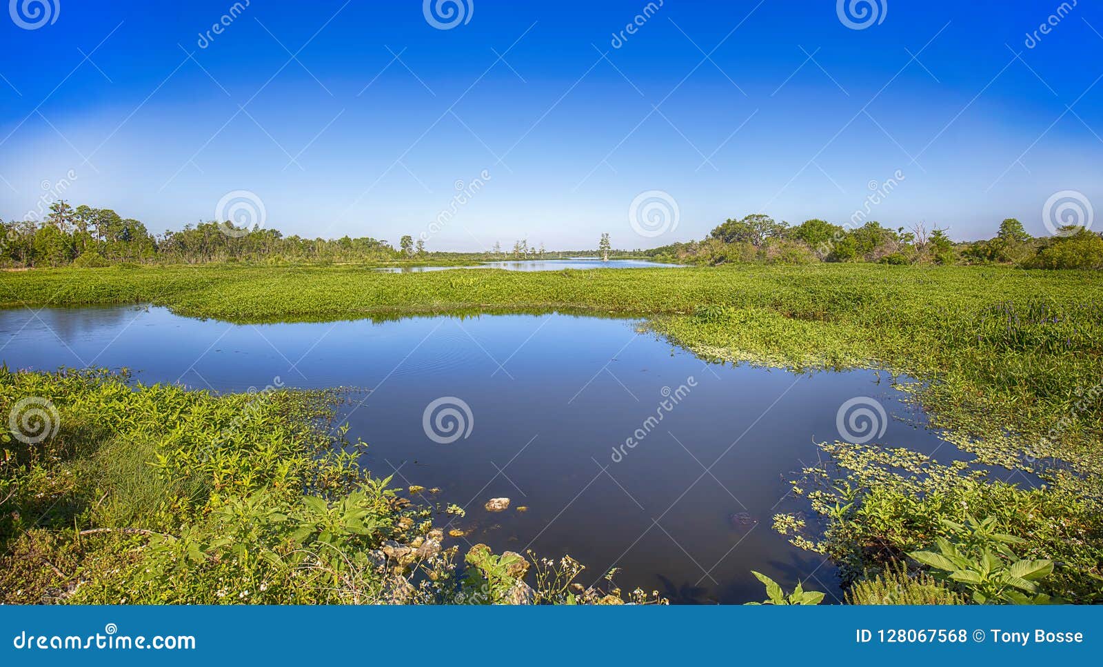 florida wetlands