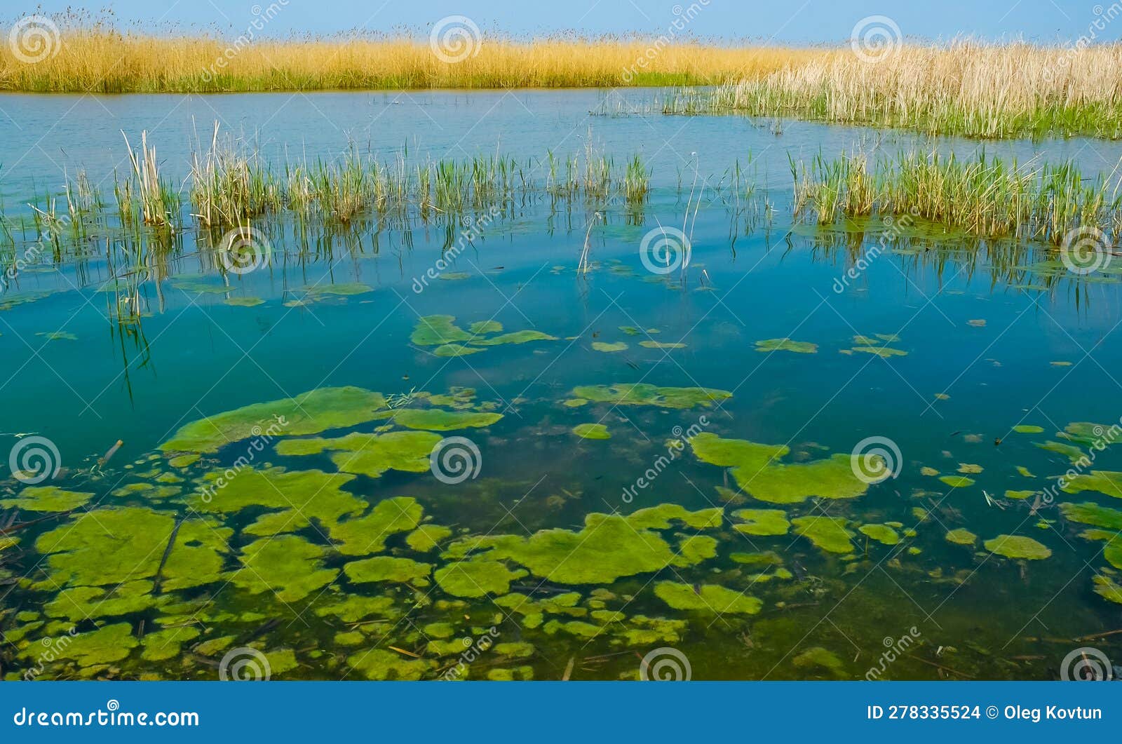 Wetlands, Floating Algae Near Reed Beds in the Lake Stock Photo Image