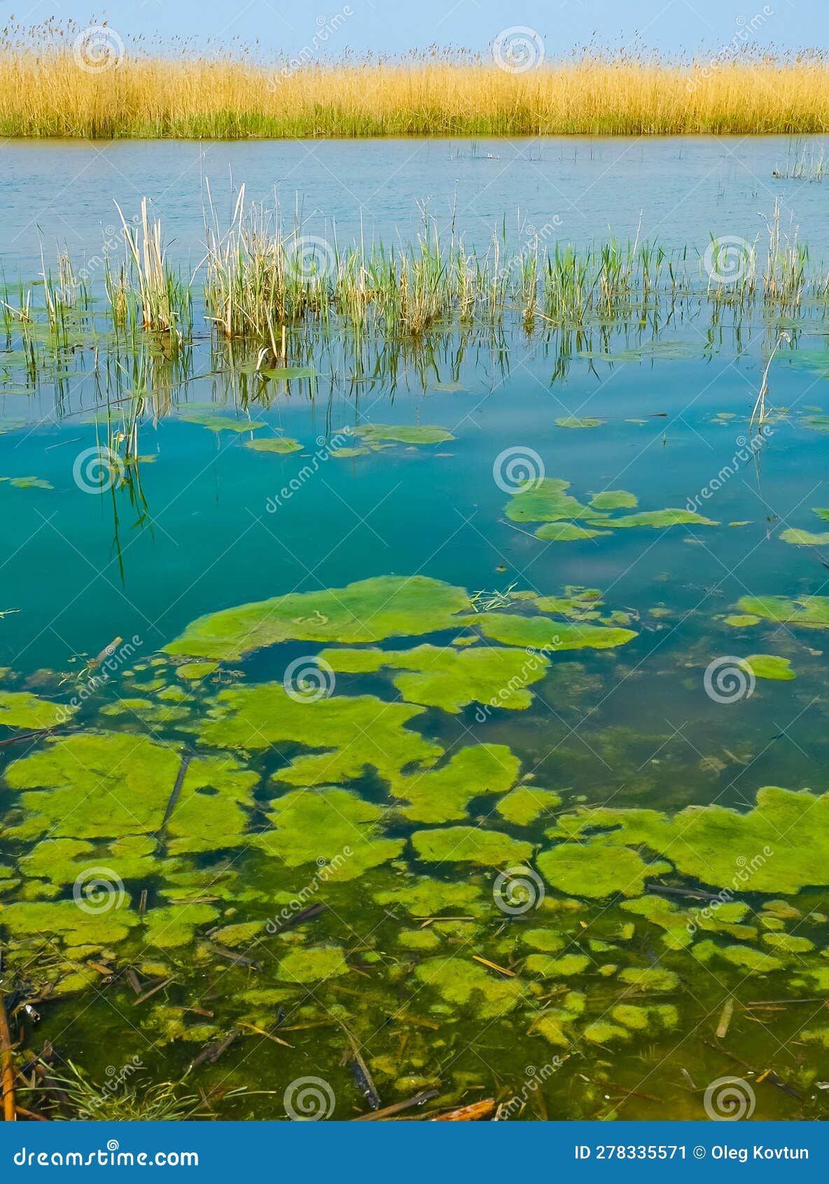 Wetlands, Floating Algae Near Reed Beds in the Lake Stock Image Image
